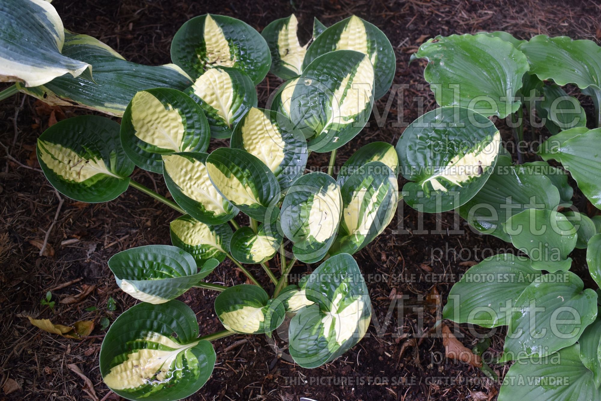 Hosta Warwick Comet (Hosta funkia august lily) 3