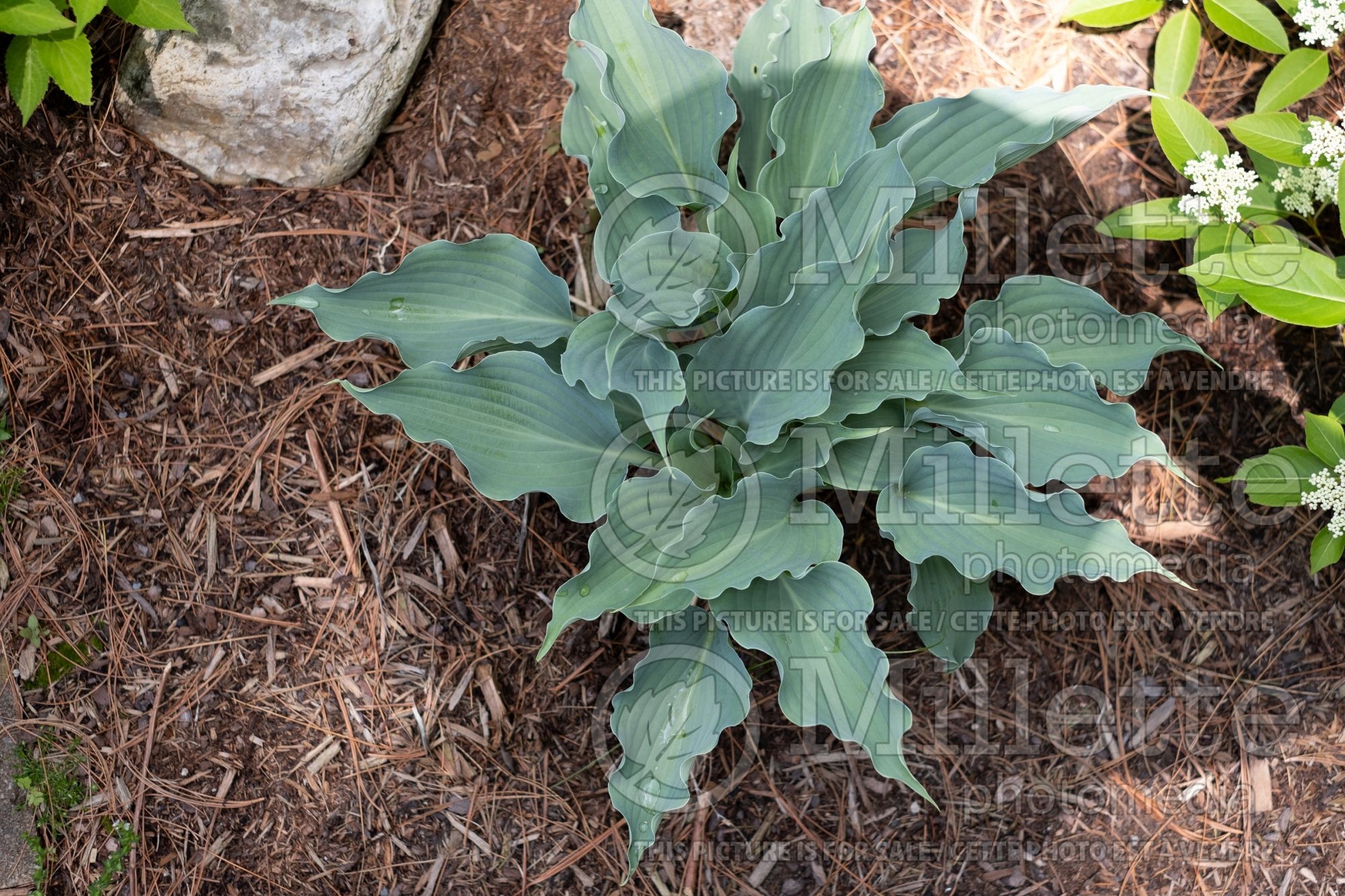Hosta Waterslide (Hosta funkia august lily) 2
