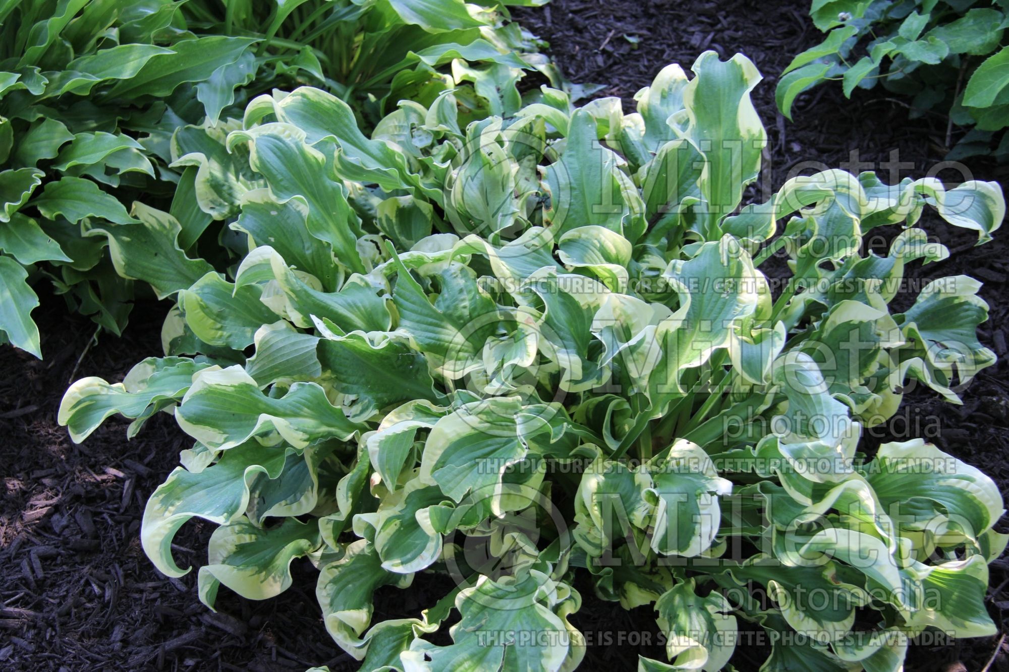 Hosta Wheee! (Hosta funkia august lily) 8