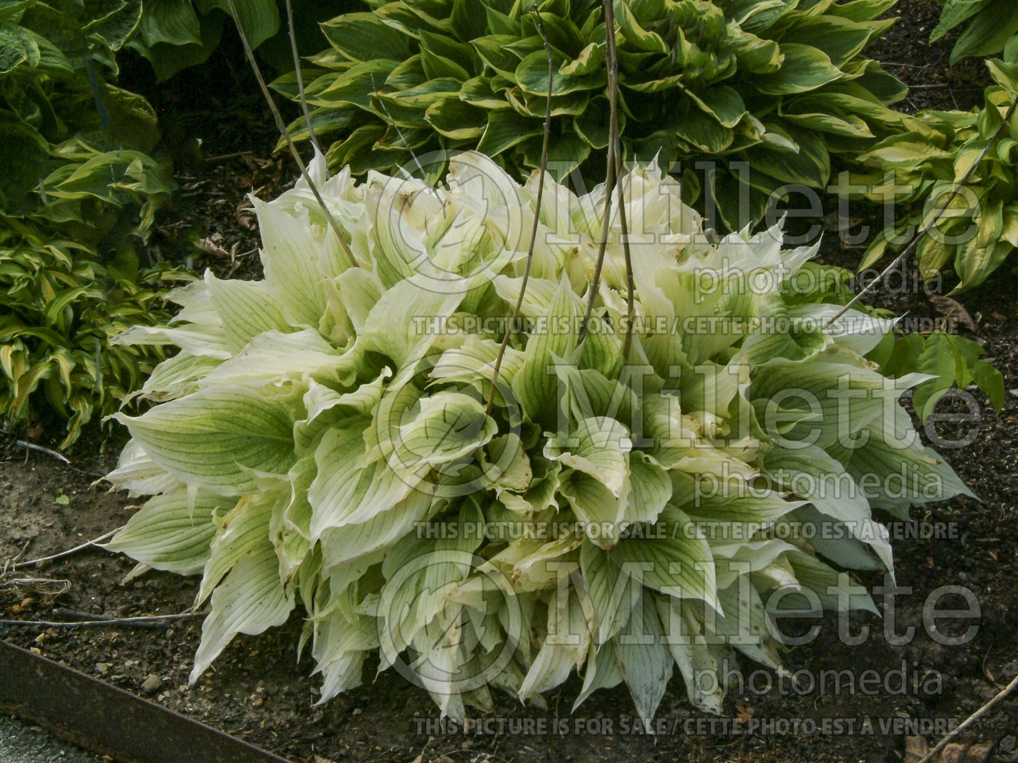Hosta White Wall Tire (Hosta funkia august lily) 6