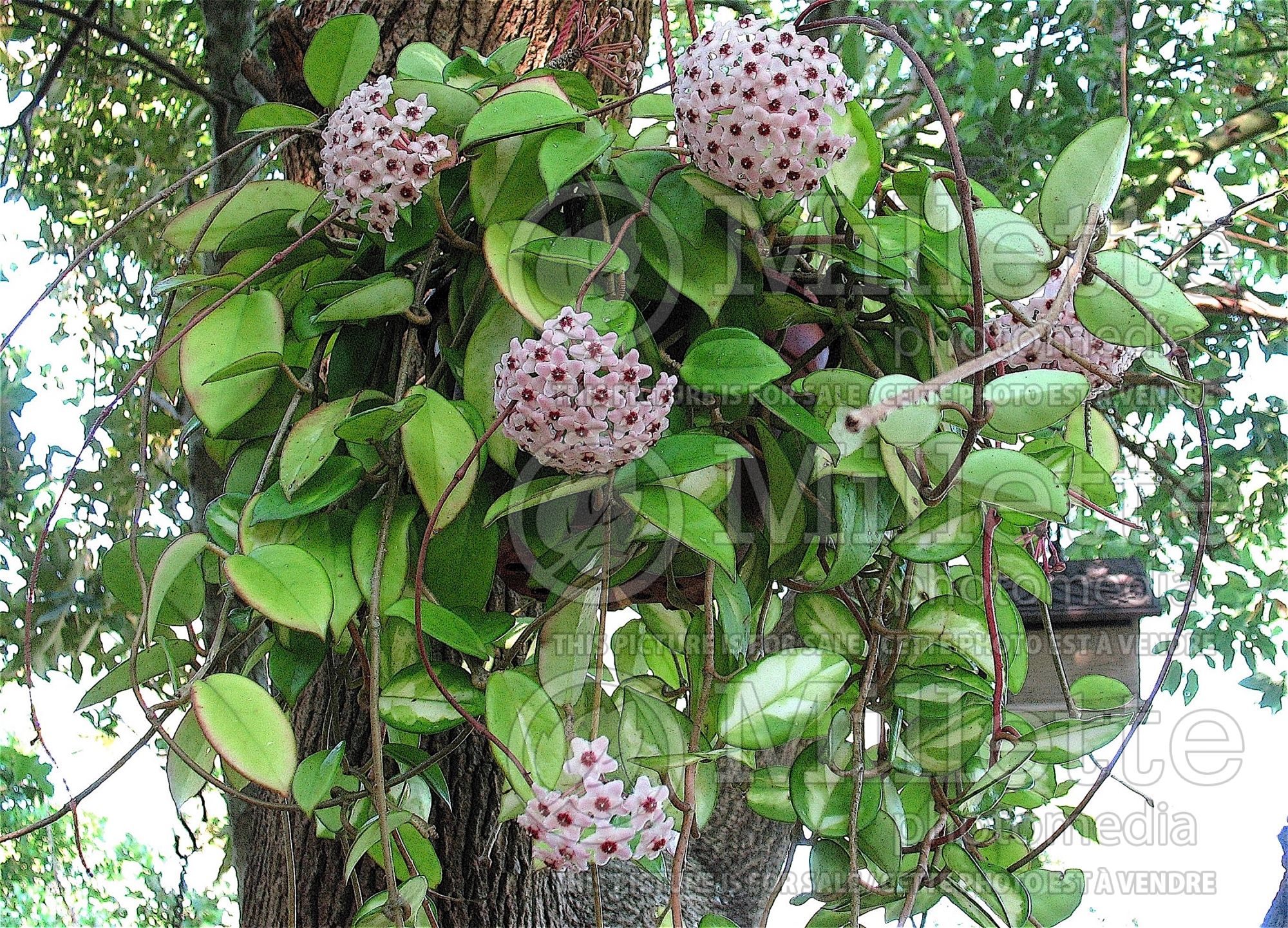 Hoya Krimson Princess (wax plant) 1