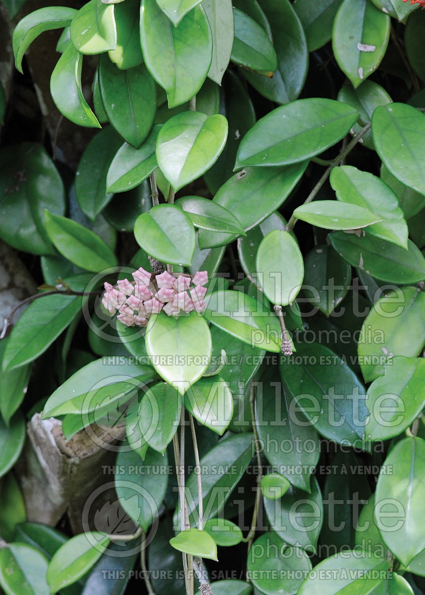Hoya carnosa (porcelainflower or wax plant) 1