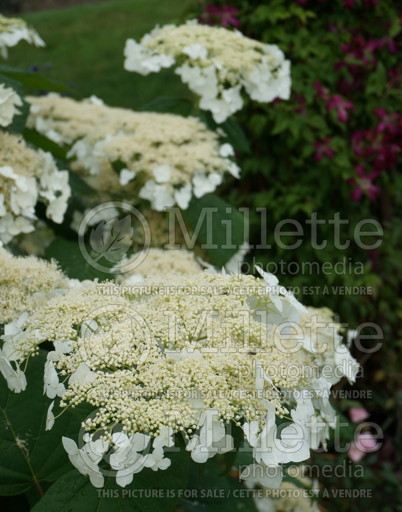 Hydrangea Haas Halo (Hydrangea) 1