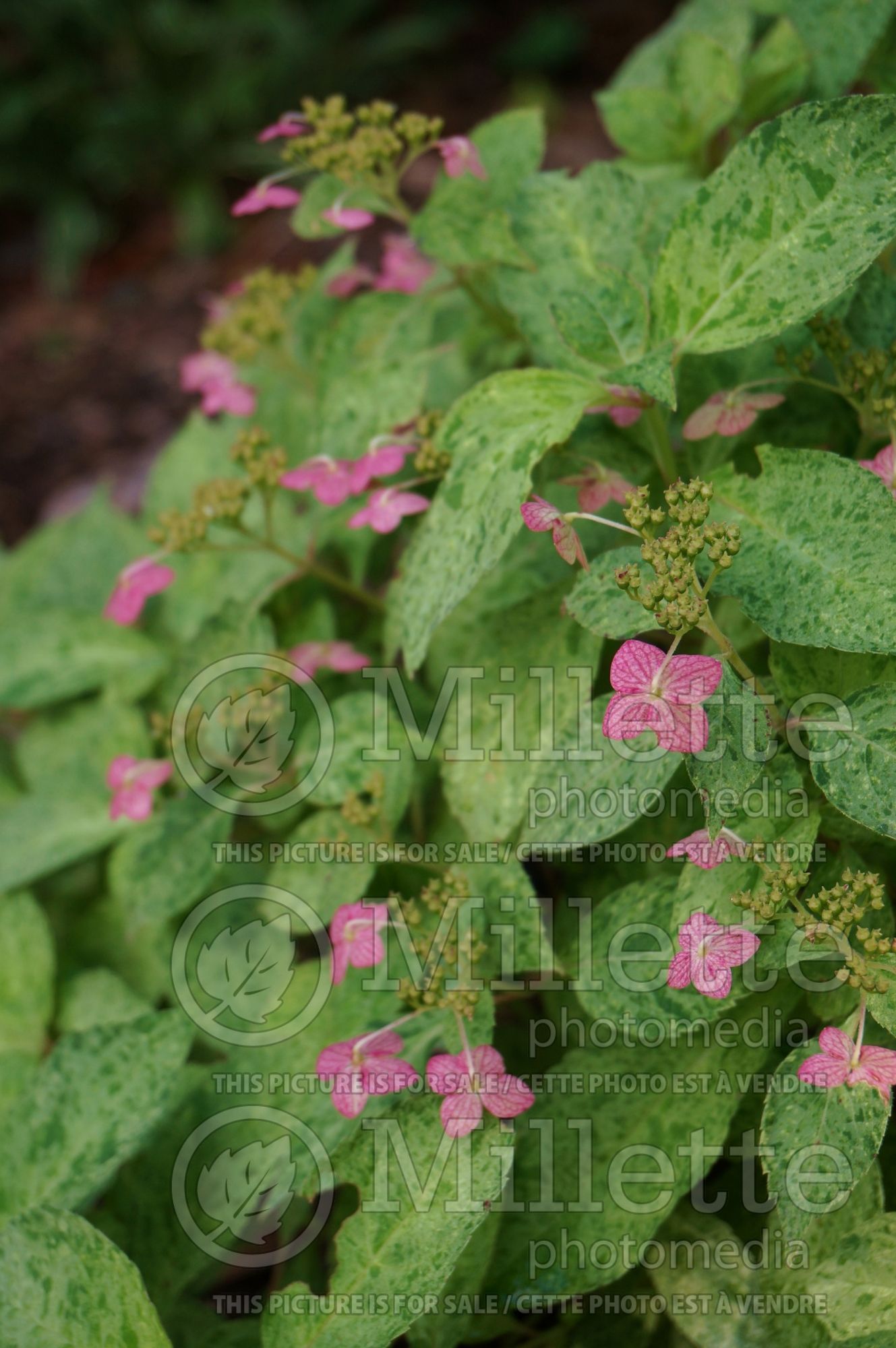 Hydrangea Shikoku Flash (Bigleaf Hydrangea Mophead) 1