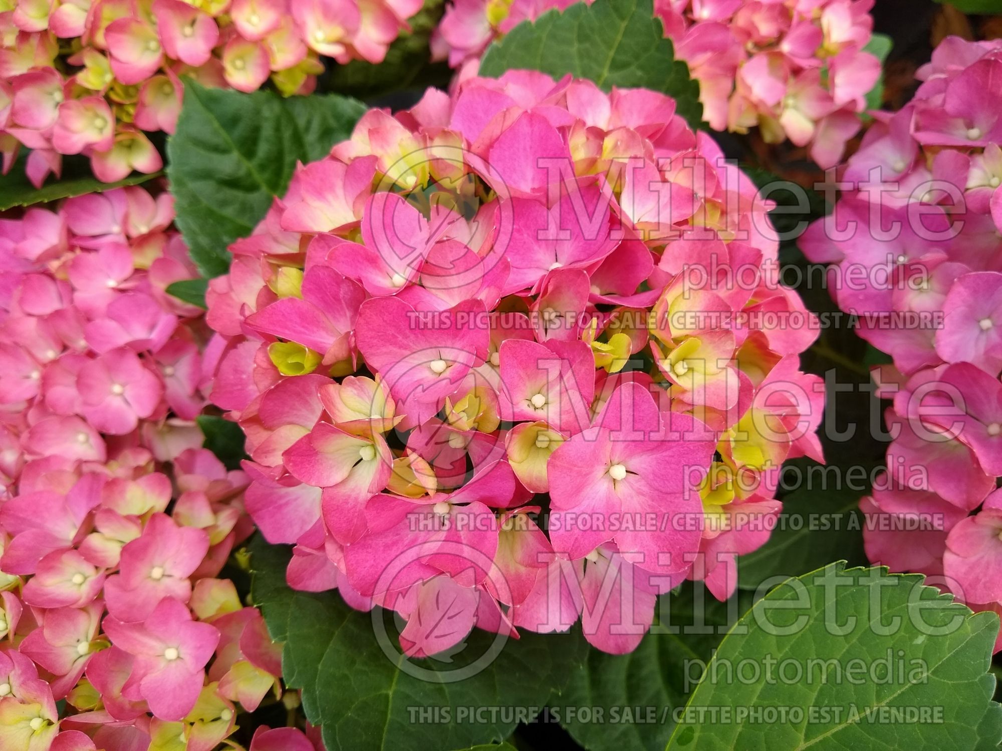 Hydrangea Amsterdam (Bigleaf Hydrangea Mophead) 4
