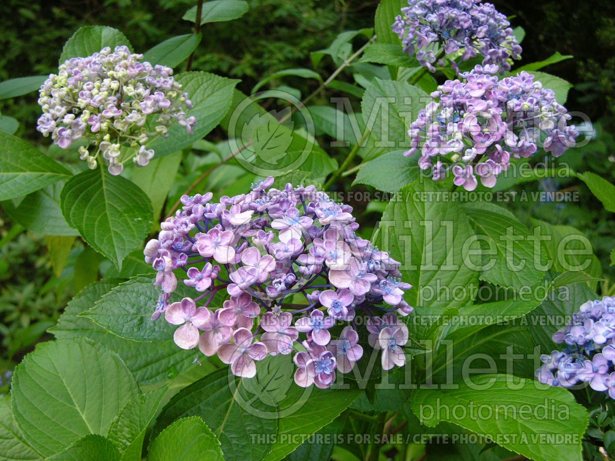 Hydrangea Ayesha (Hydrangea) 11