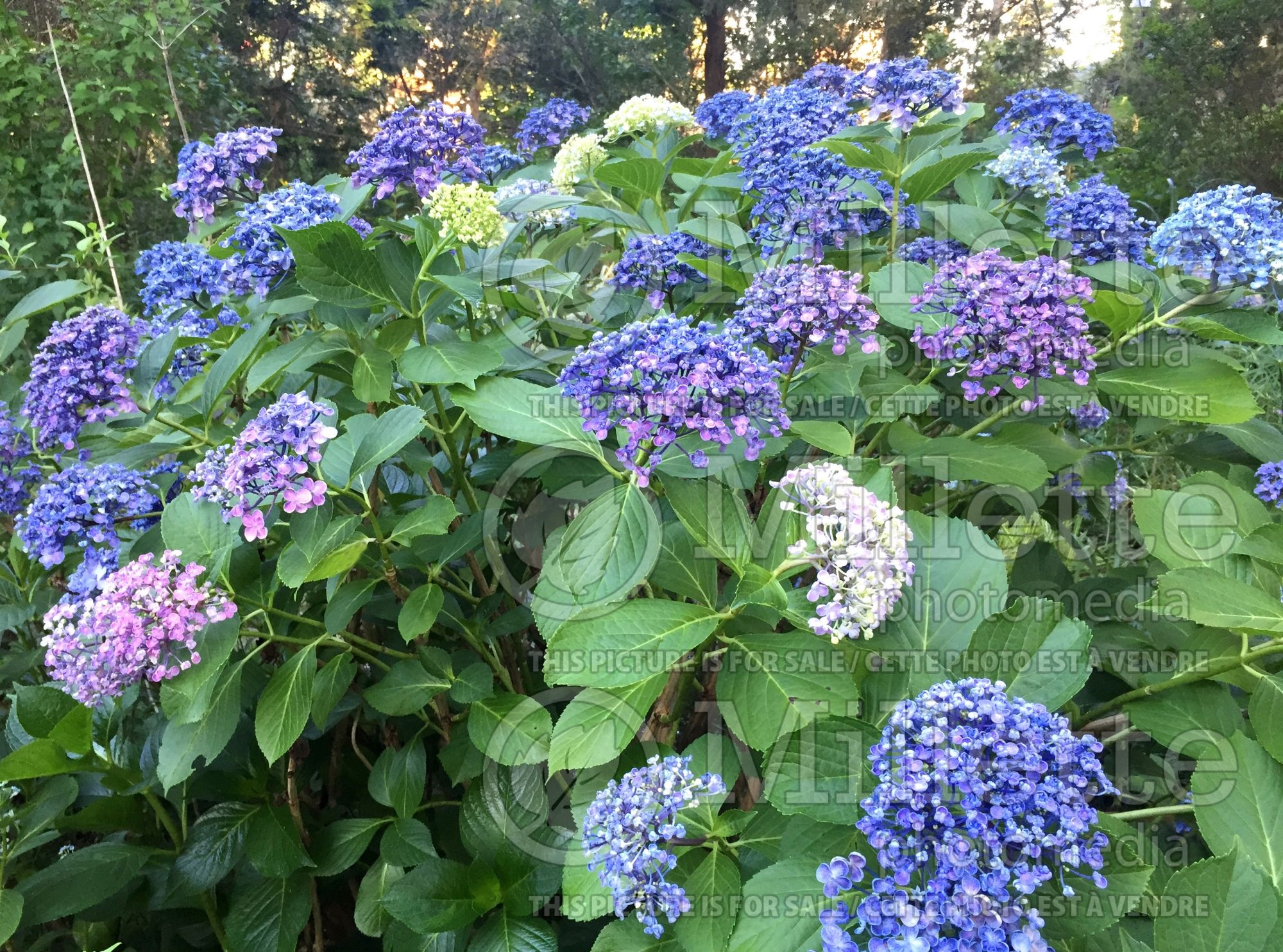 Hydrangea Ayesha (Hydrangea) 10