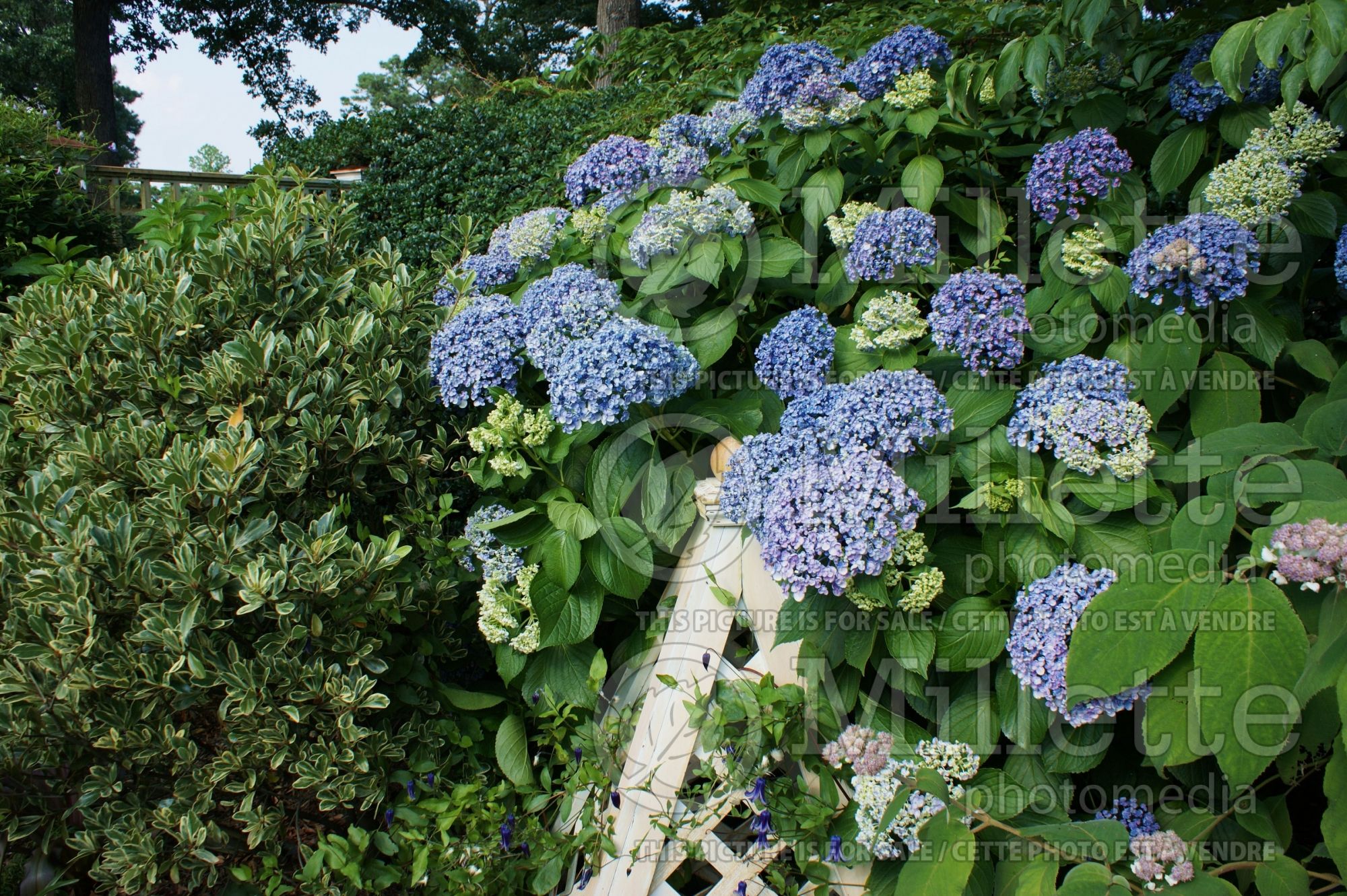 Hydrangea Ayesha (Hydrangea) 7