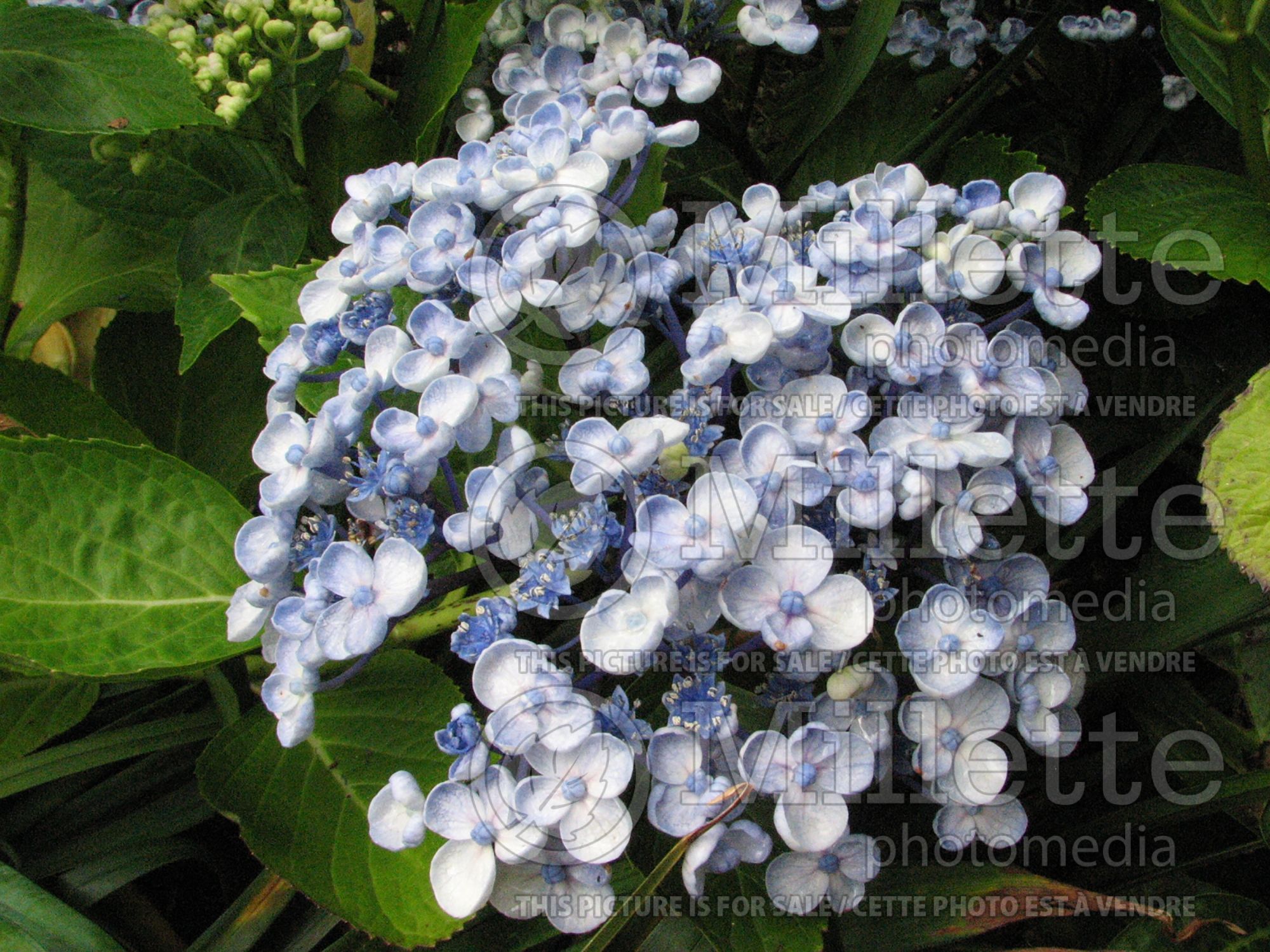 Hydrangea Ayesha (Hydrangea) 4
