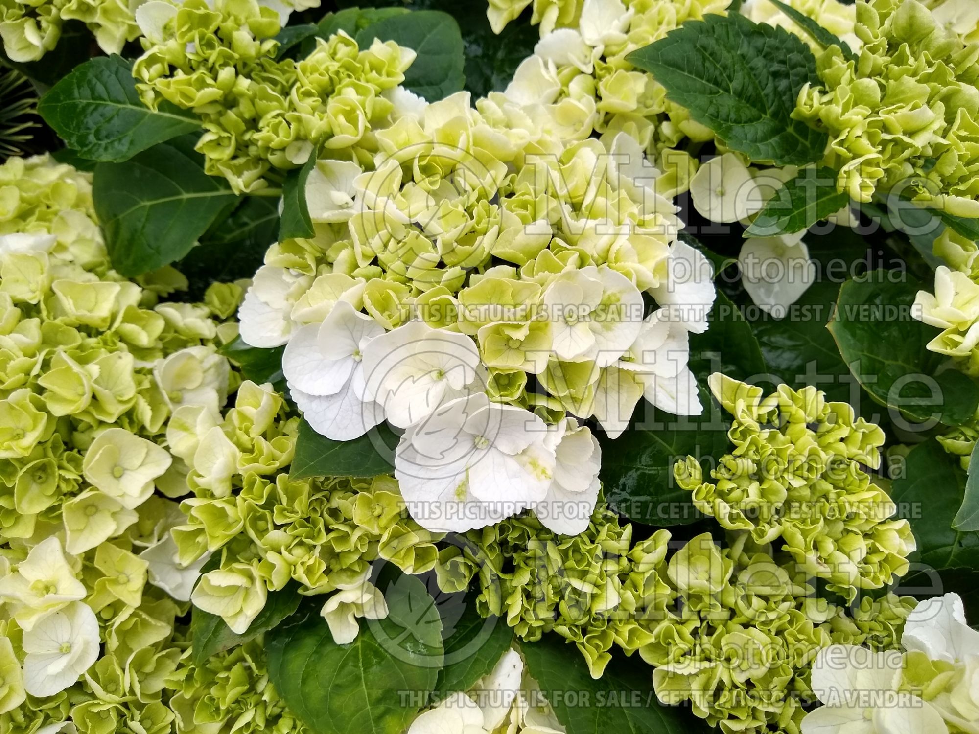 Hydrangea Clarissa (Bigleaf Hydrangea Mophead) 2