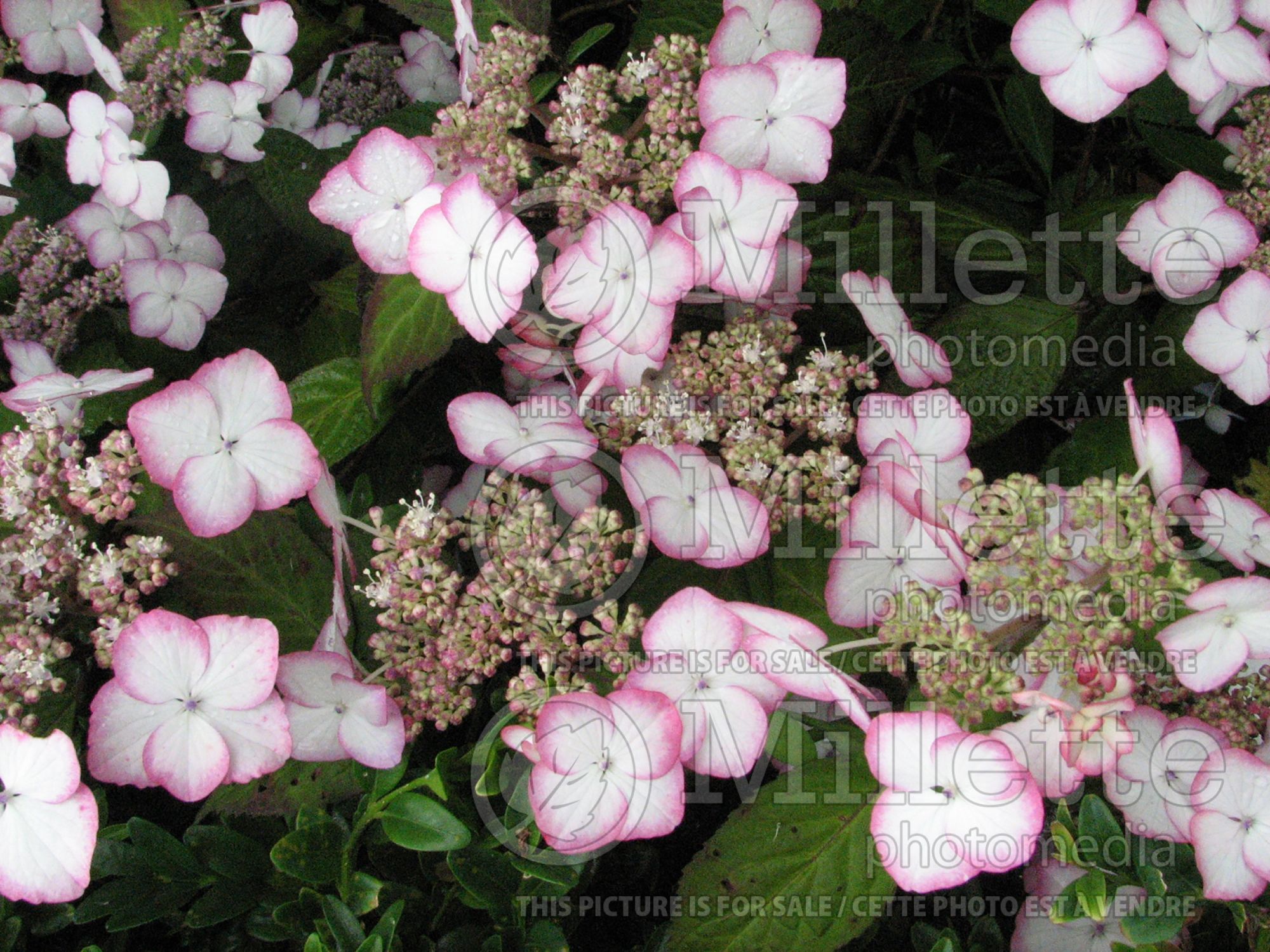 Hydrangea Kiyosumi aka Kiyosumisawa (Hydrangea Mopheads) 1