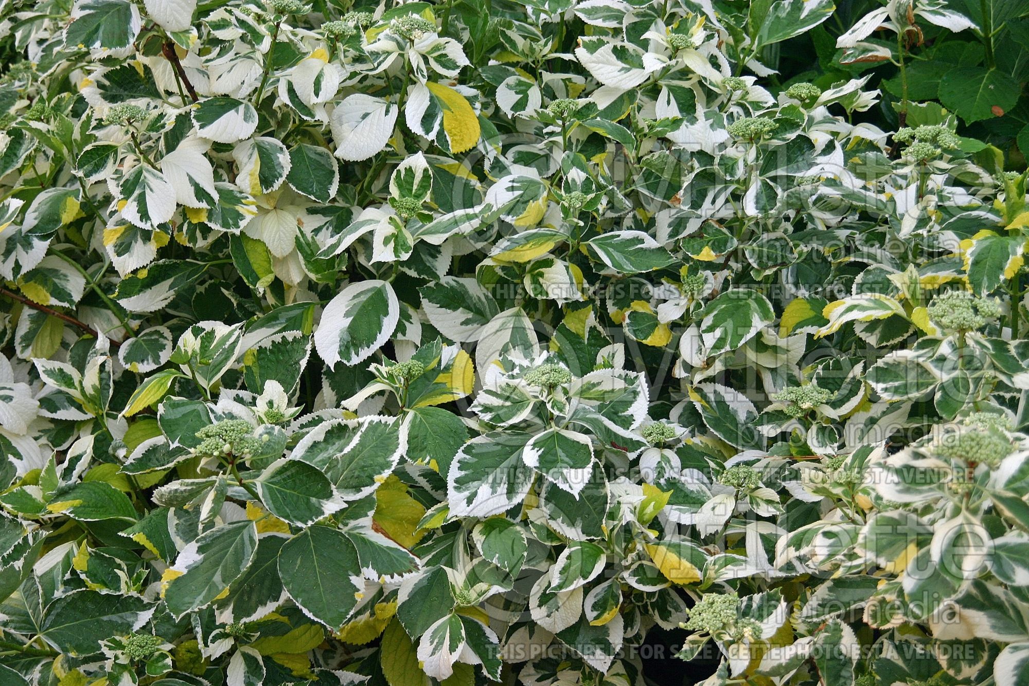 Hydrangea Lemon Wave (Hydrangea) 1