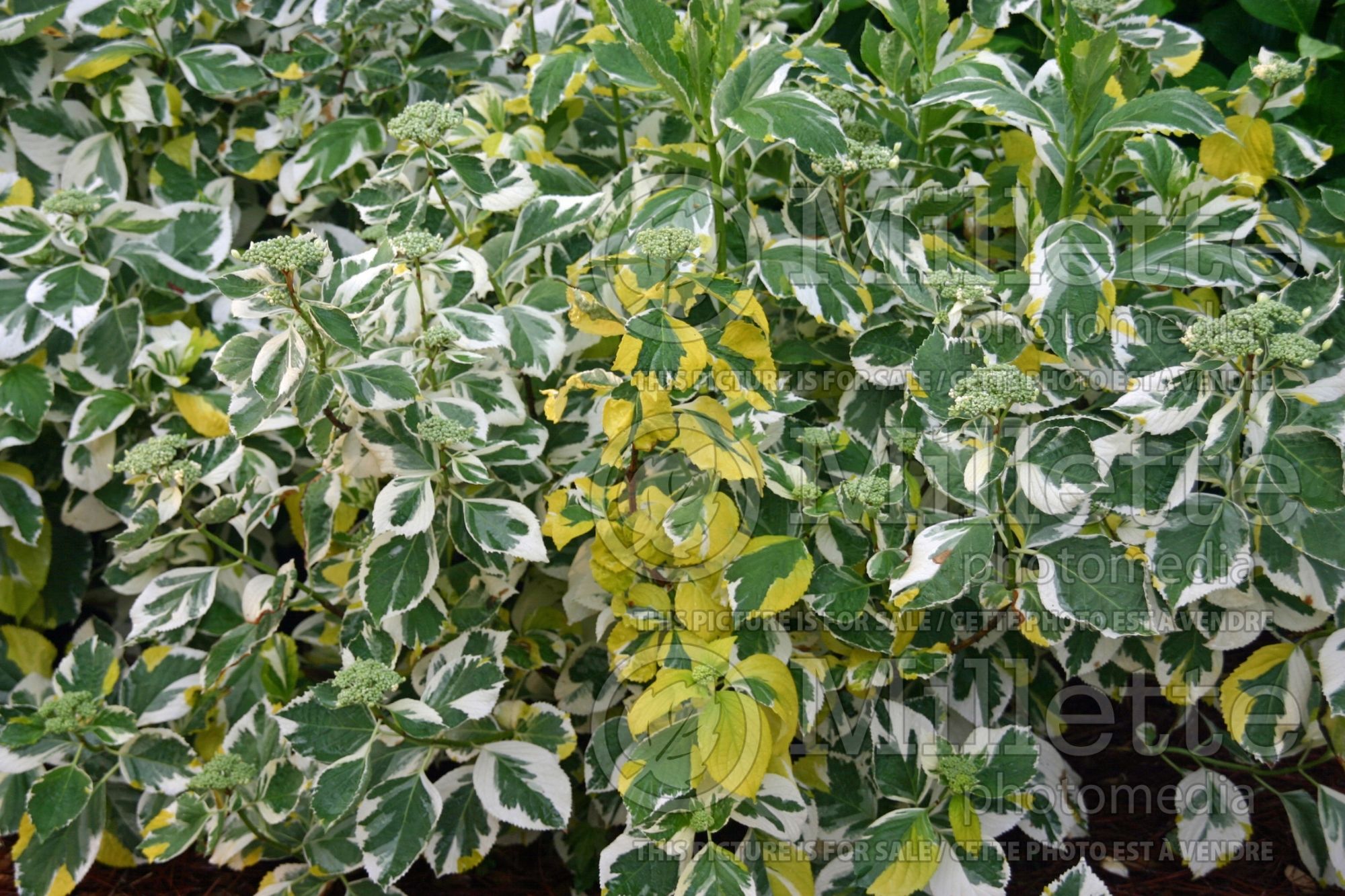 Hydrangea Lemon Wave (Hydrangea) 2