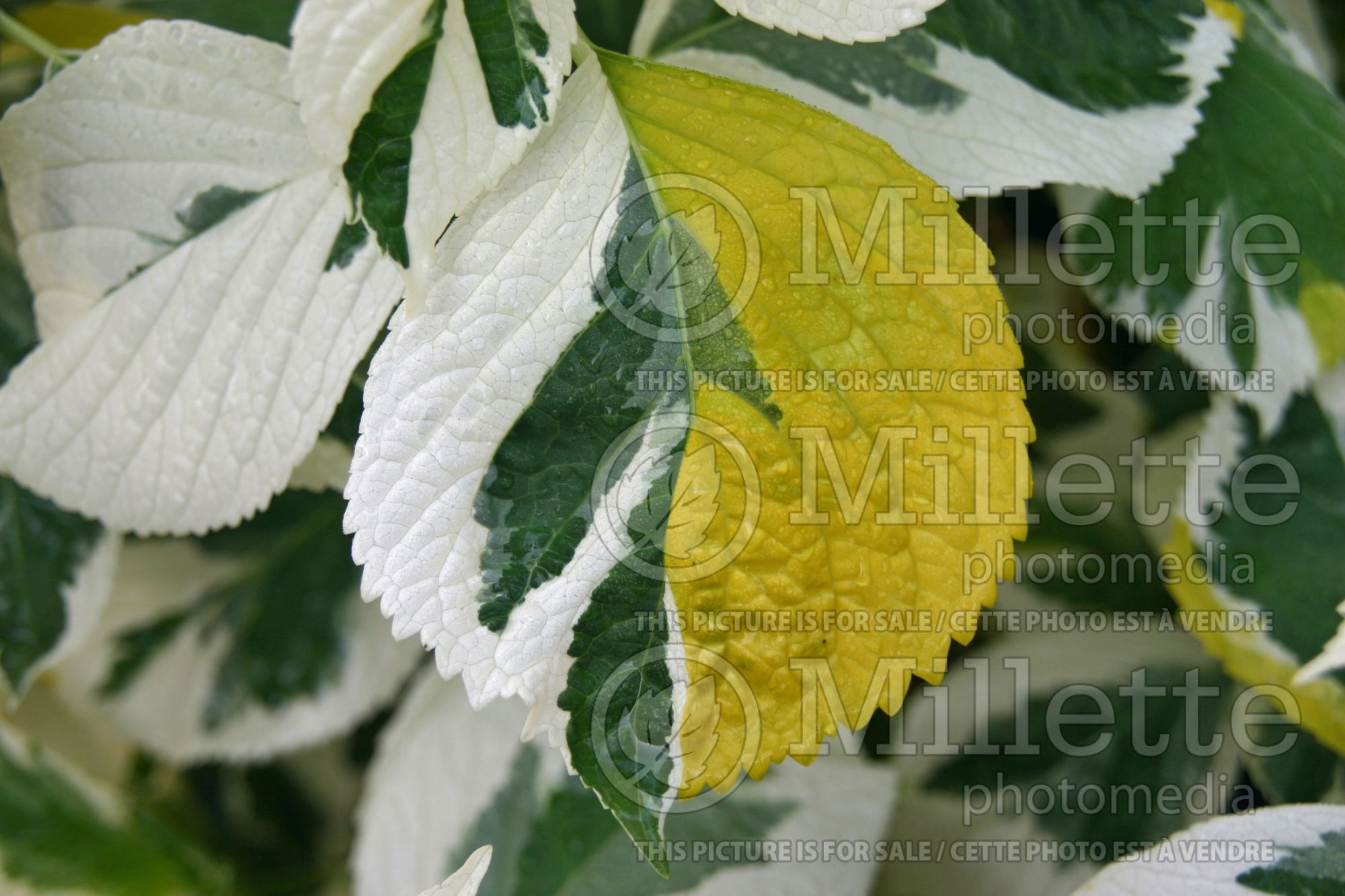 Hydrangea Lemon Wave (Hydrangea) 3
