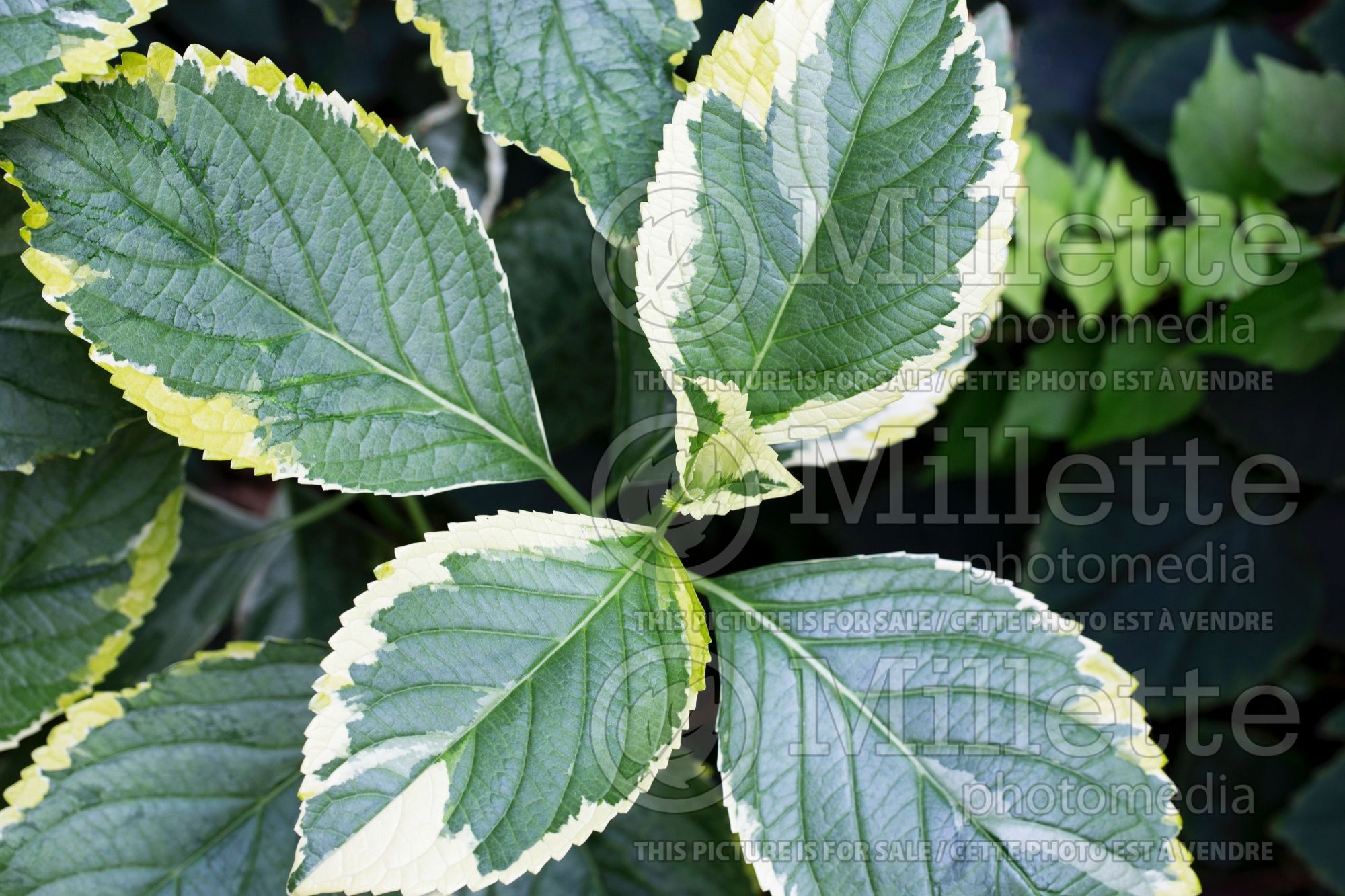 Hydrangea Lemon Wave (Hydrangea) 6
