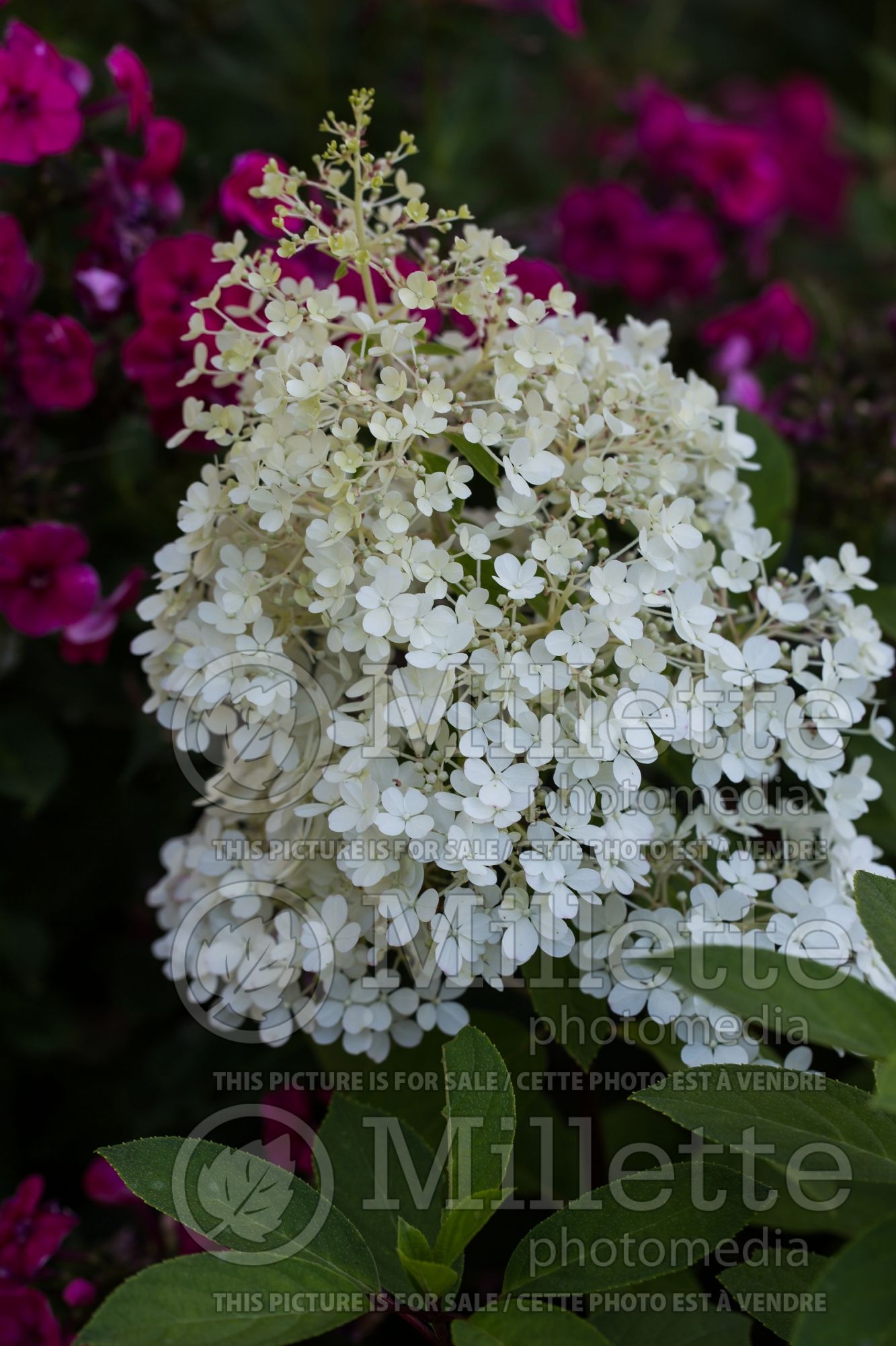 Hydrangea BoBo (Panicle Hydrangea) 9