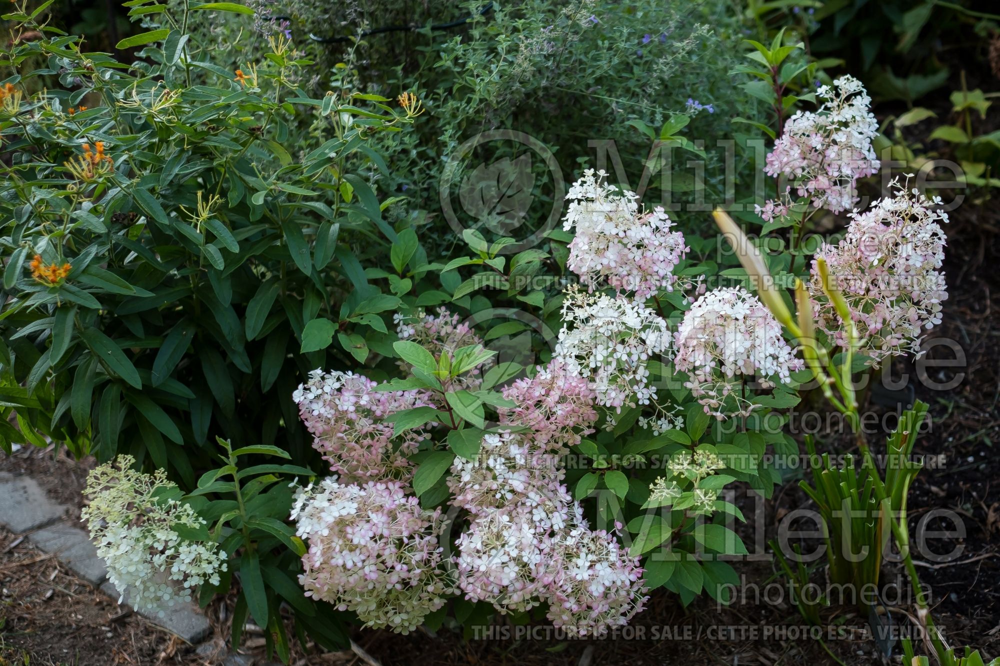 Hydrangea BoBo (Panicle Hydrangea) 10