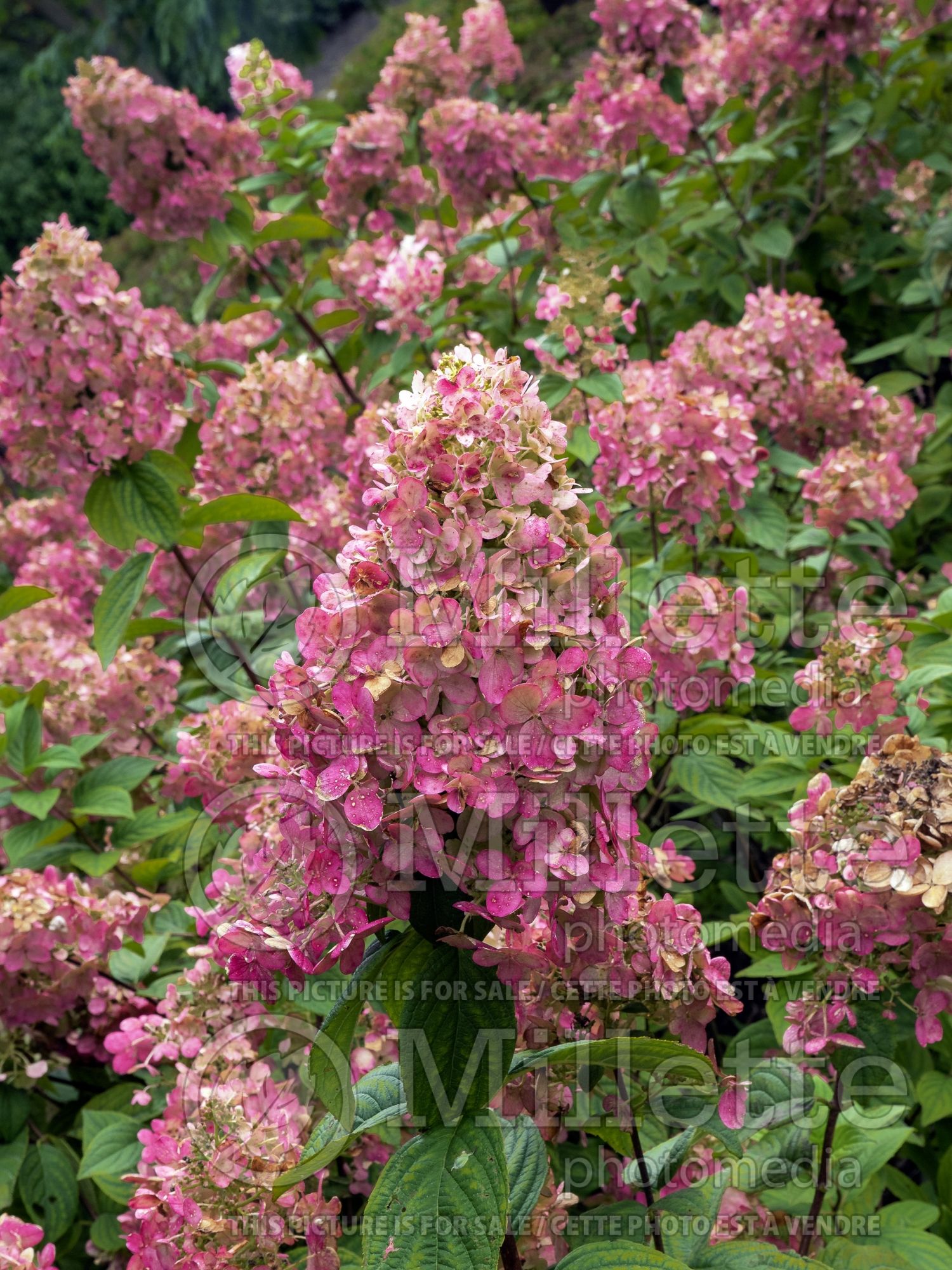 Hydrangea Fire Light (Panicle Hydrangea) 8