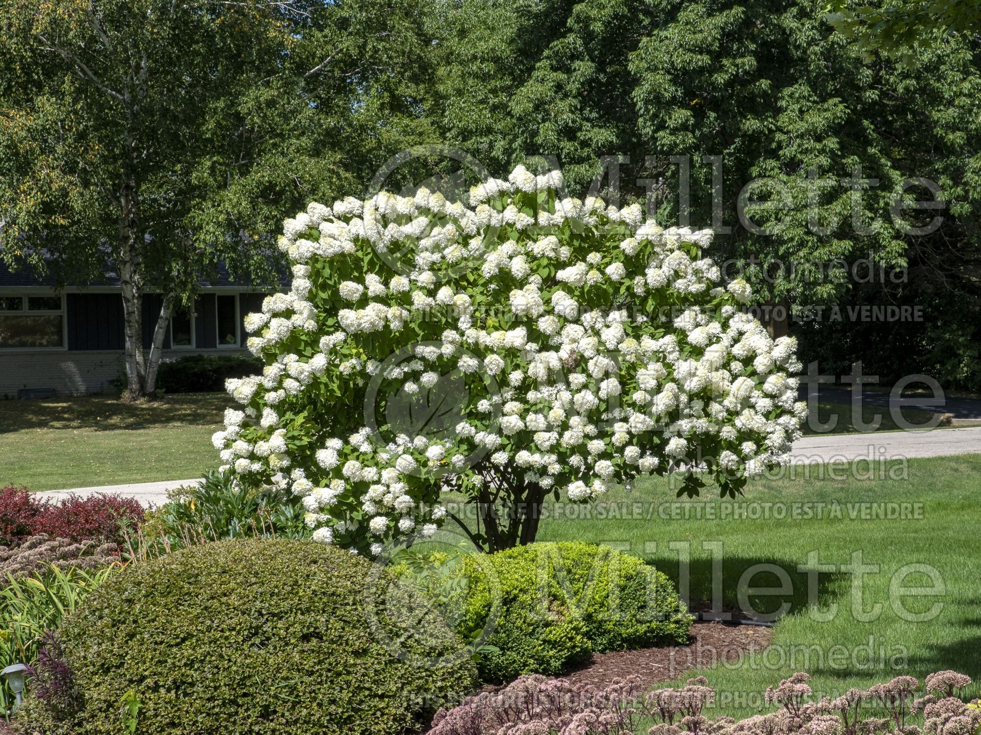 Hydrangea Limelight (Panicle Hydrangea) 13