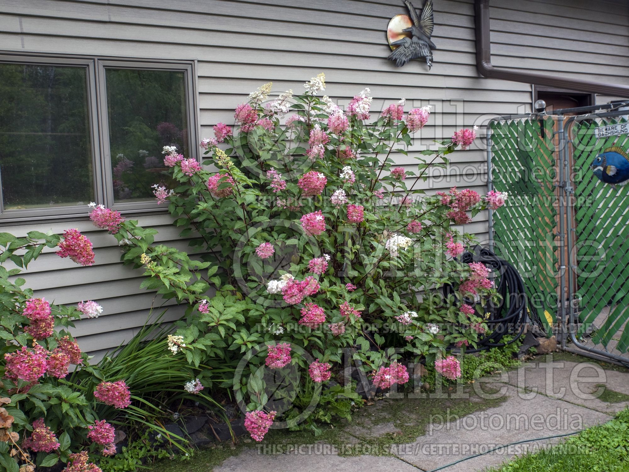 Hydrangea Vanilla Strawberry aka Vanille Fraise aka Renhy (Panicle Hydrangea) 10