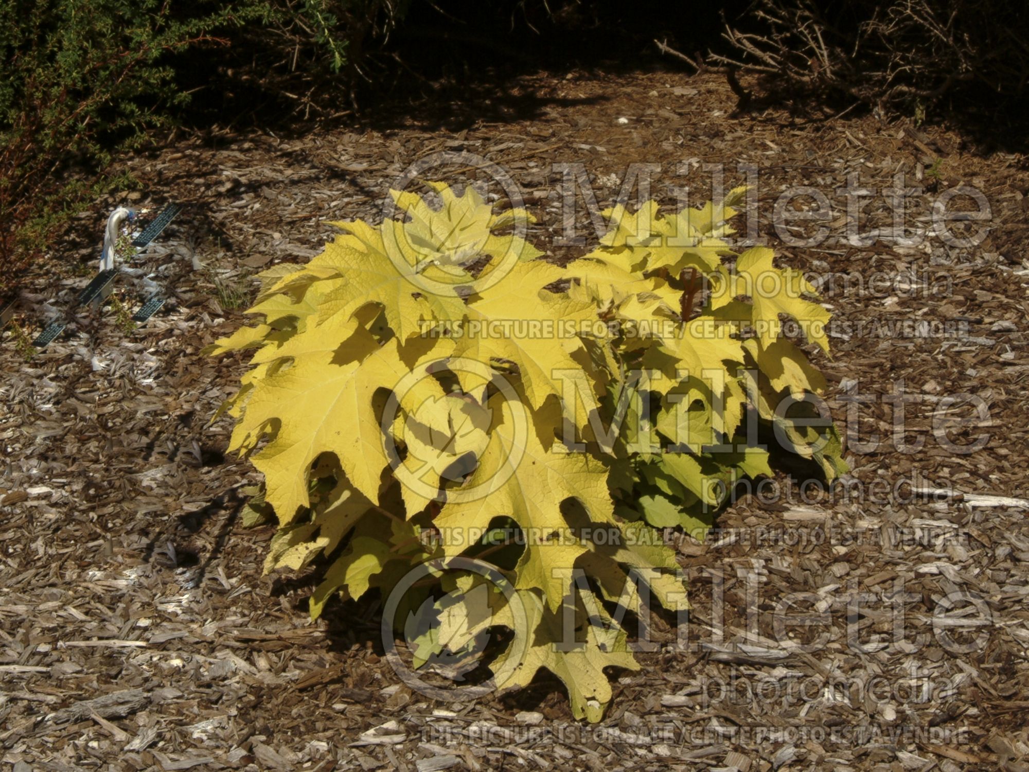 Hydrangea Little Honey (Hydrangea) 6