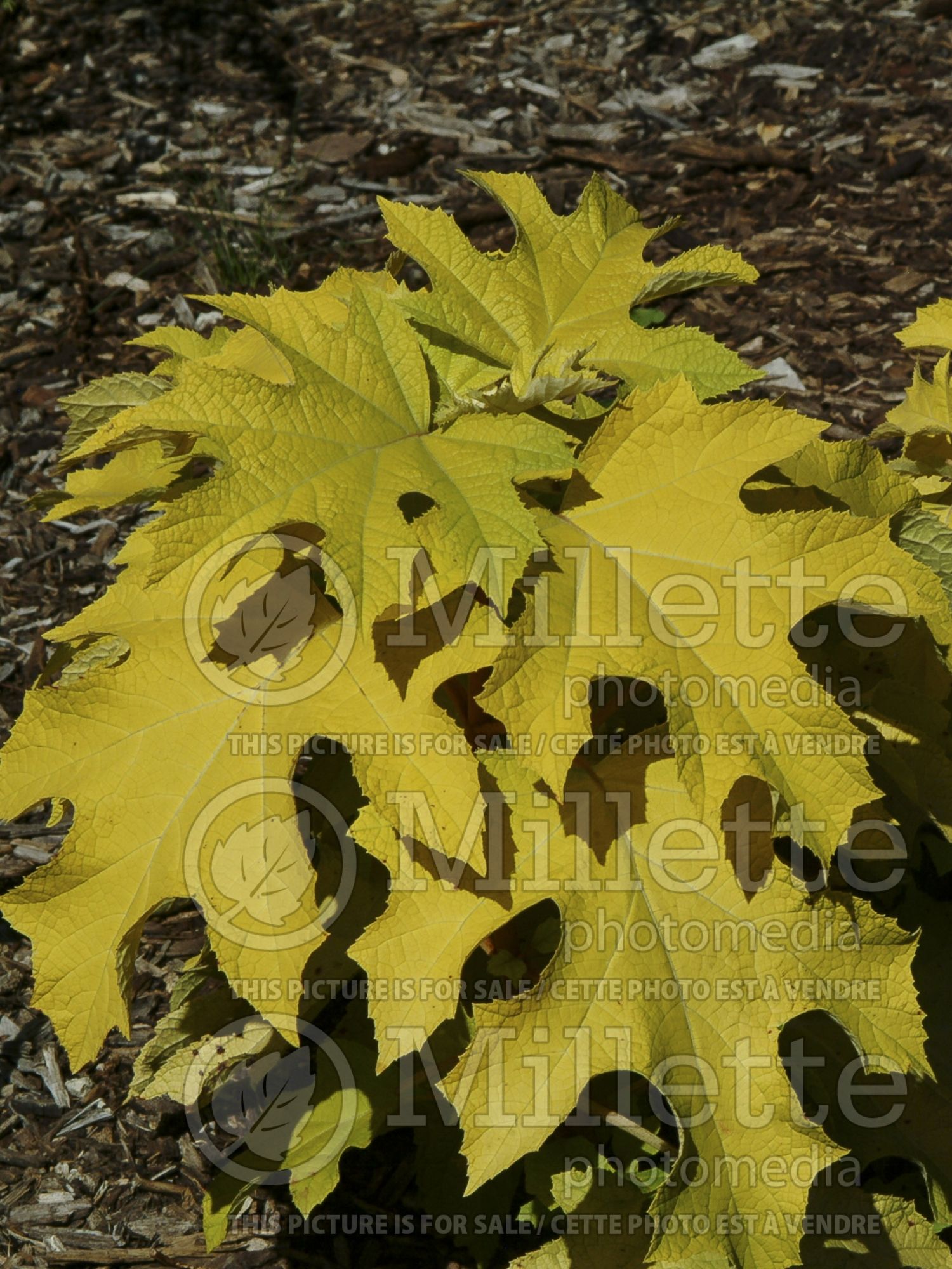 Hydrangea Little Honey (Hydrangea) 7