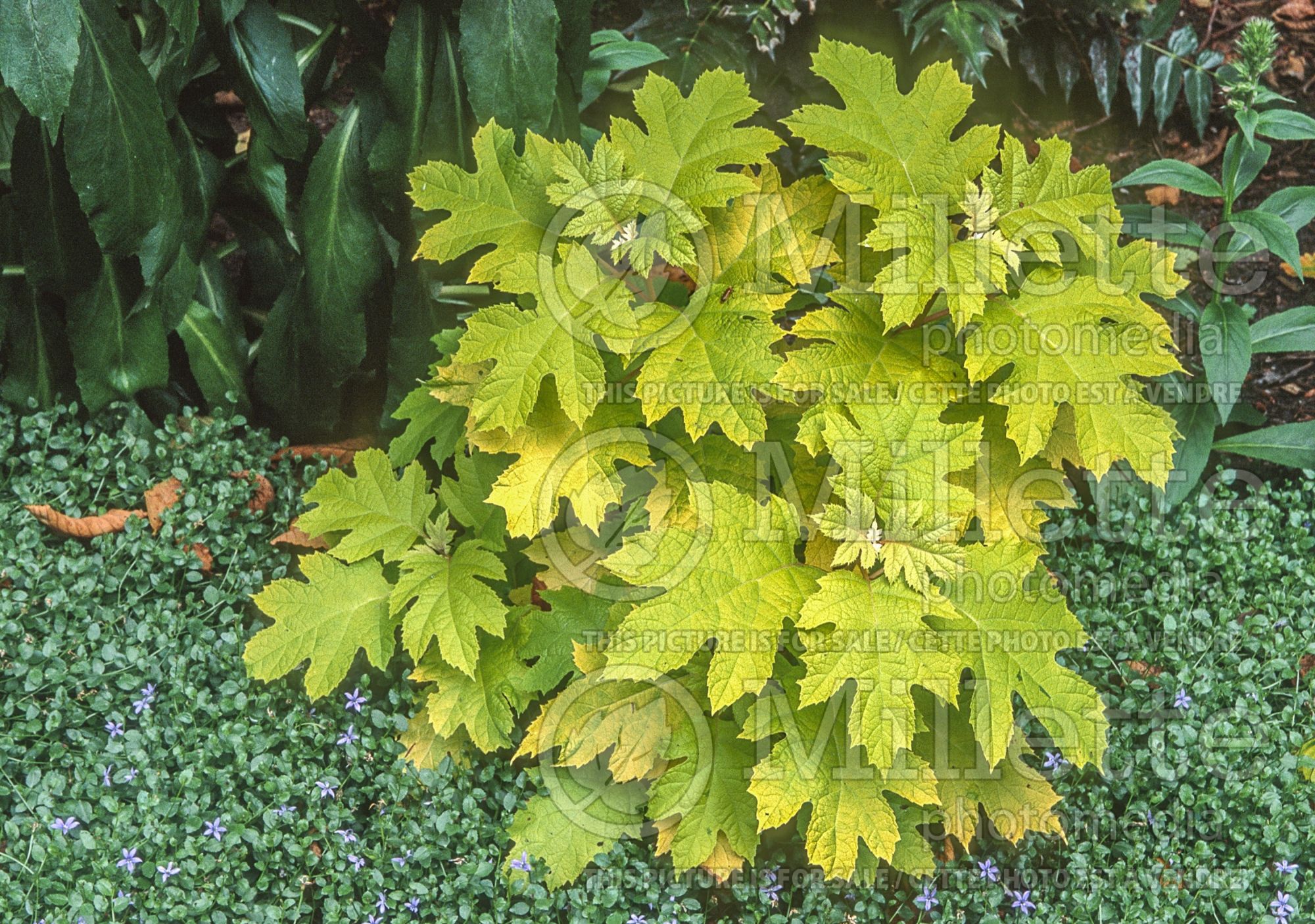 Hydrangea Little Honey (Hydrangea) 4