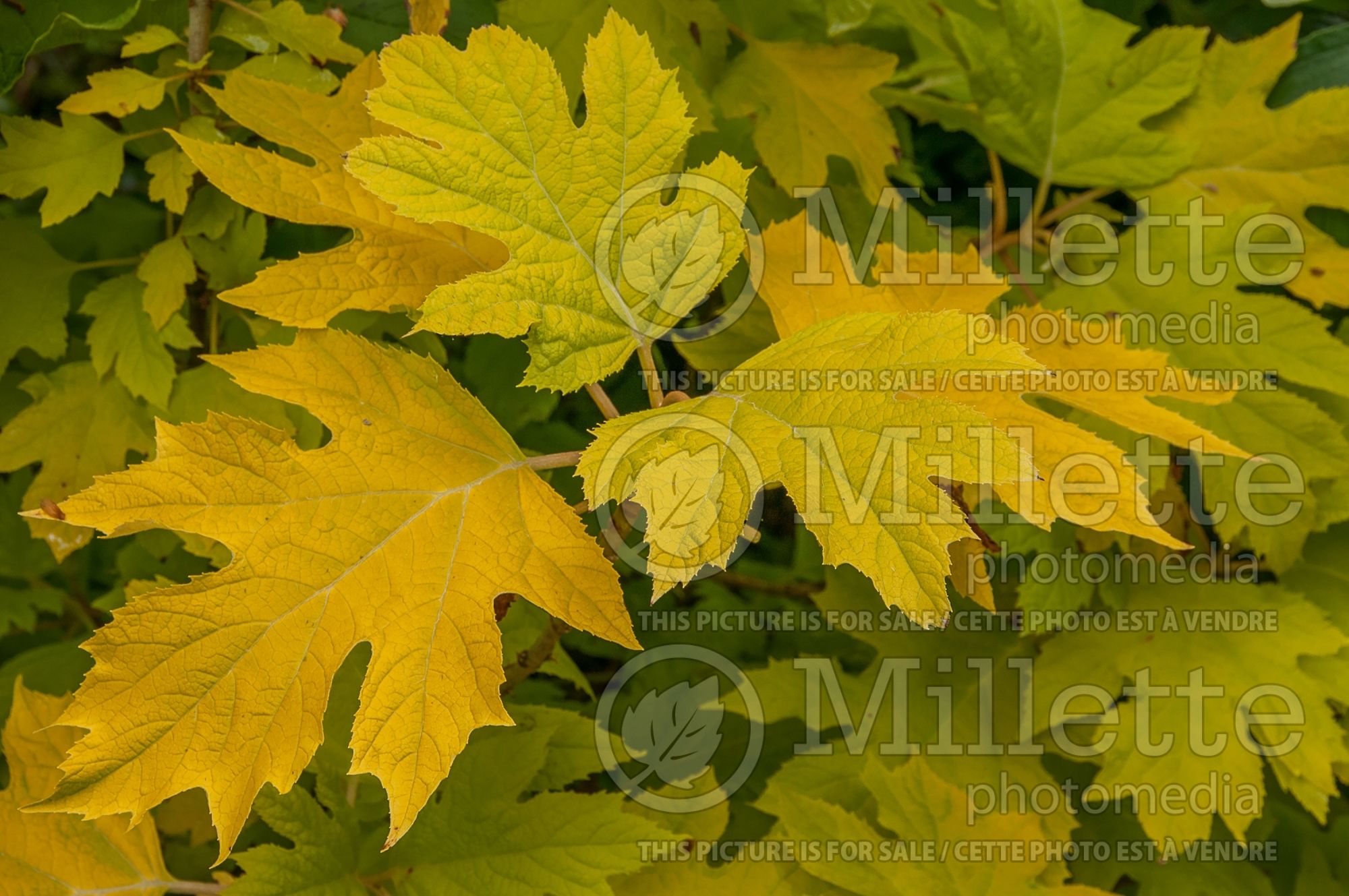 Hydrangea Little Honey (Hydrangea) 5