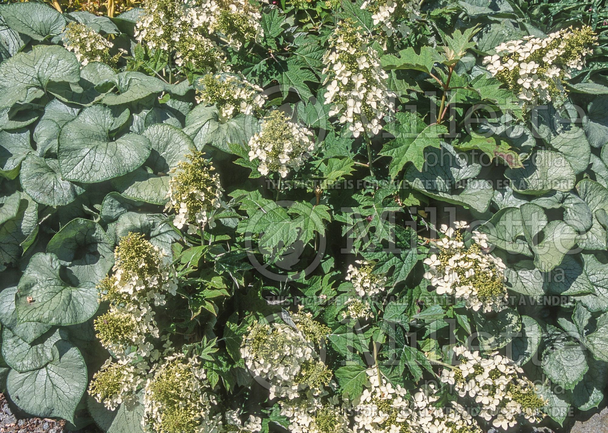 Hydrangea Pee Wee (Hydrangea) 6