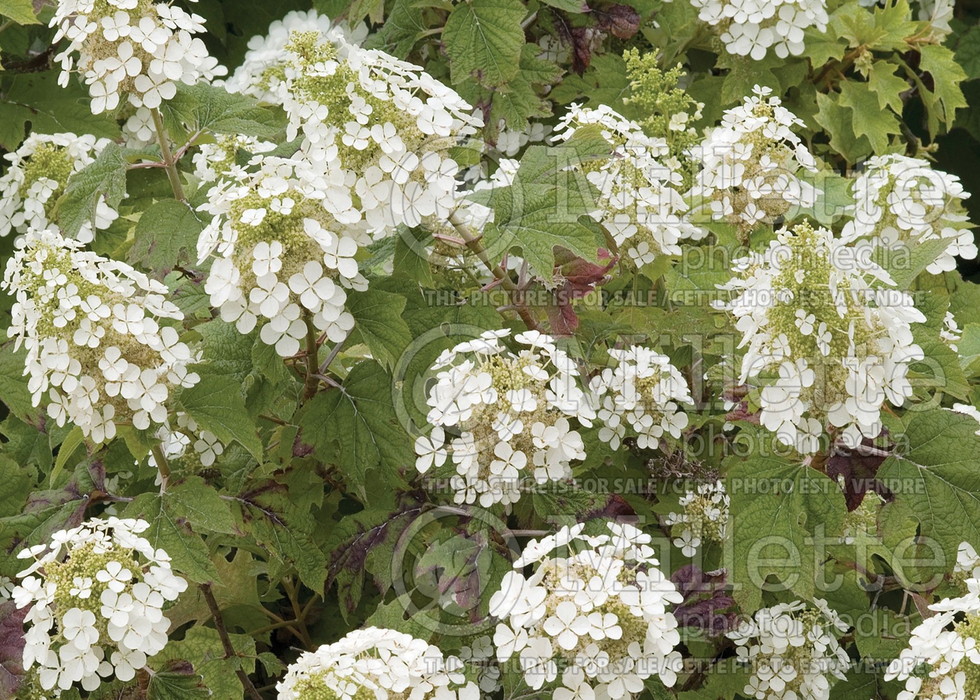 Hydrangea Pee Wee (Hydrangea) 7