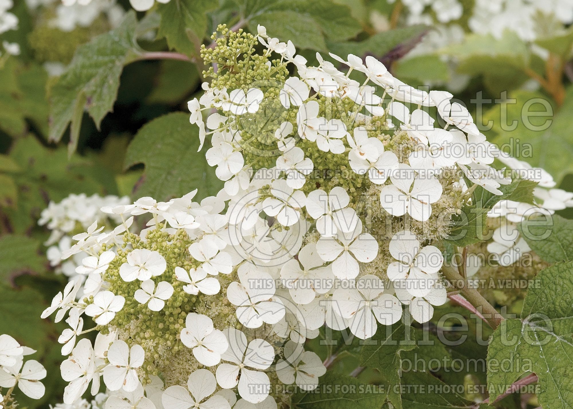 Hydrangea Pee Wee (Hydrangea) 8