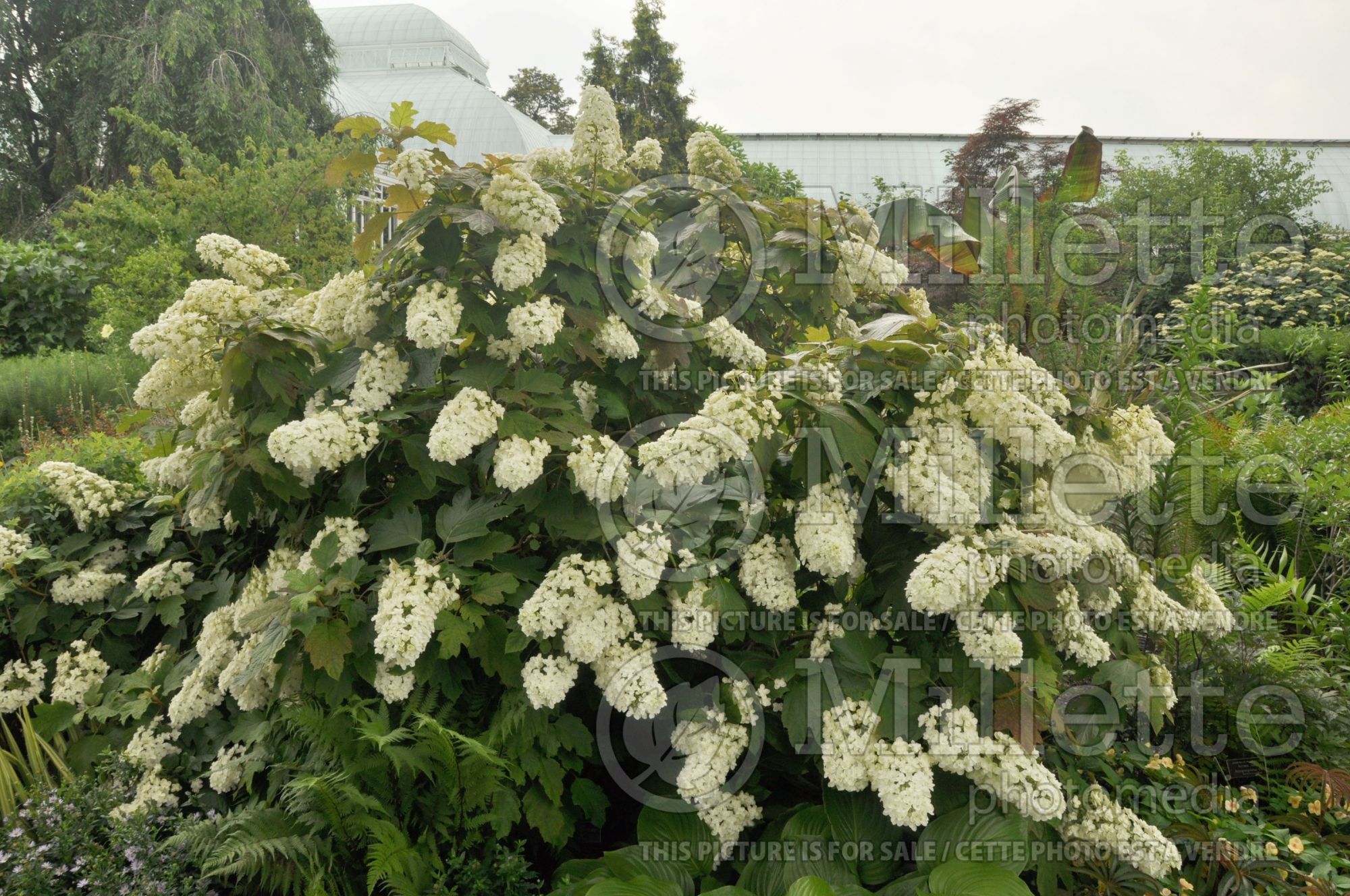 Hydrangea Snowflake aka Brido (Oakleaf Hydrangea) 3