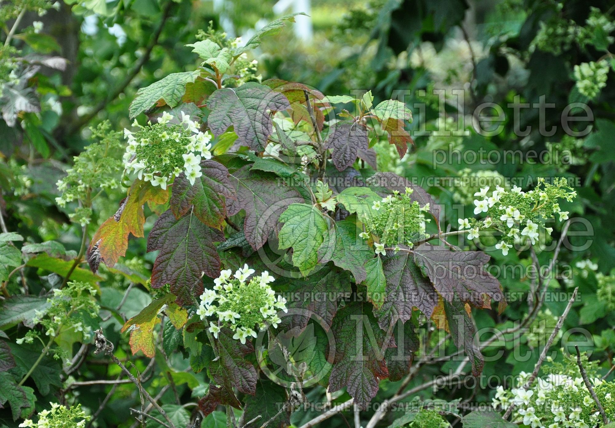 Hydrangea Snowflake aka Brido (Oakleaf Hydrangea) 4