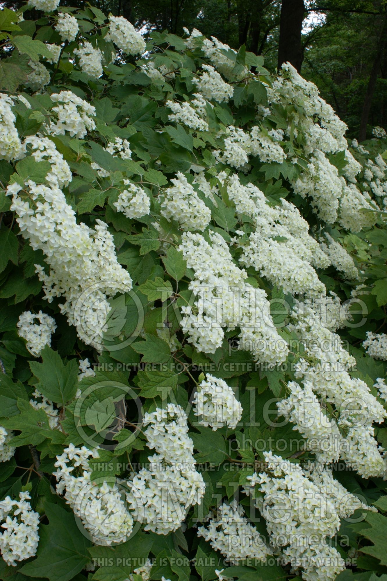 Hydrangea Snowflake aka Brido (Oakleaf Hydrangea) 2
