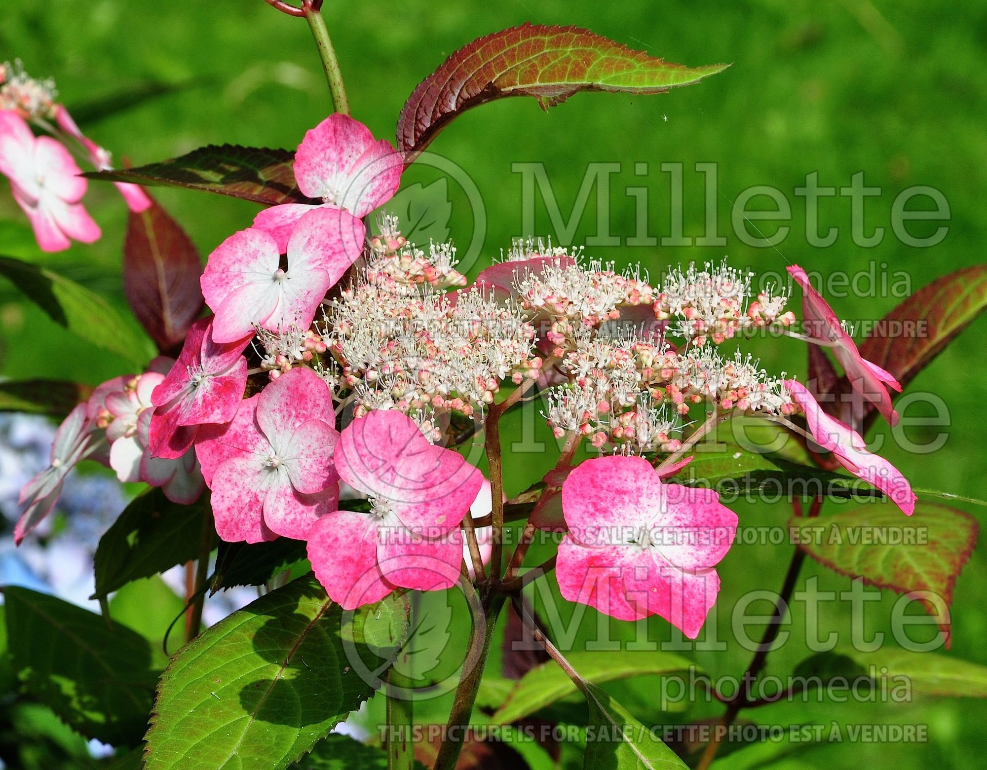 Hydrangea Kiyosumi (Lace cap Hydrangea) 1