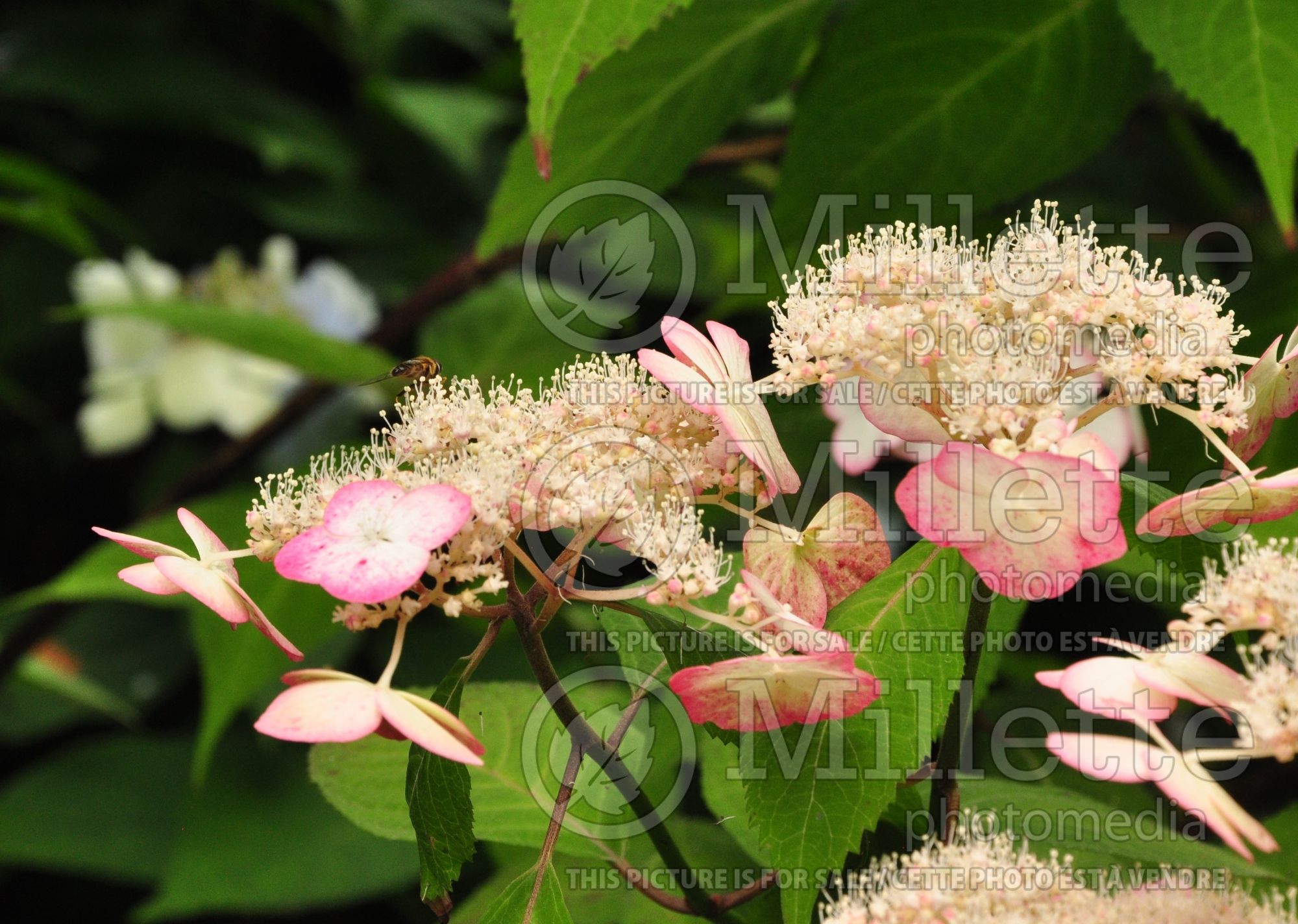 hydrangea Kiyosumi aka Kiyosumisawa (Lace cap Hydrangea) 3