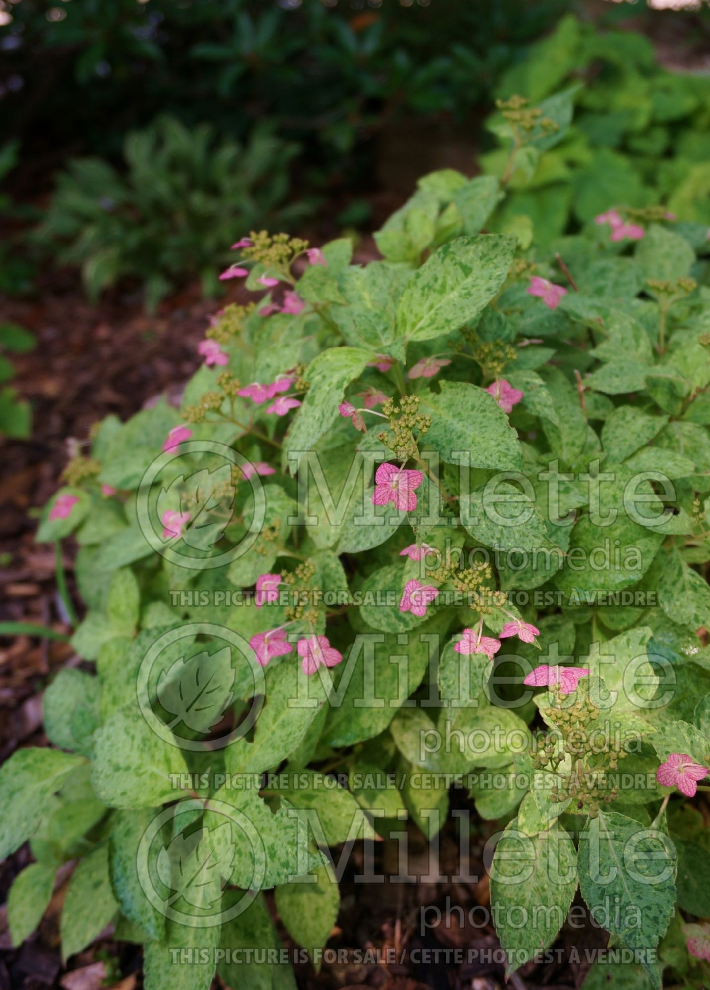 Hydrangea Shikoku Flash (Bigleaf Hydrangea Mophead) 2