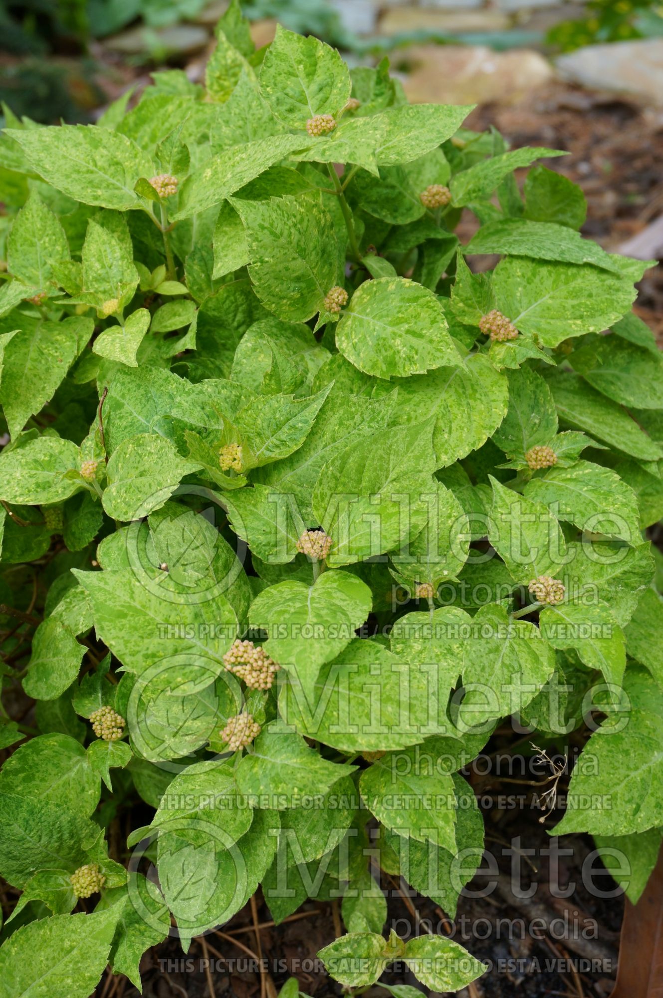 Hydrangea Shikoku Flash (Bigleaf Hydrangea Mophead) 3