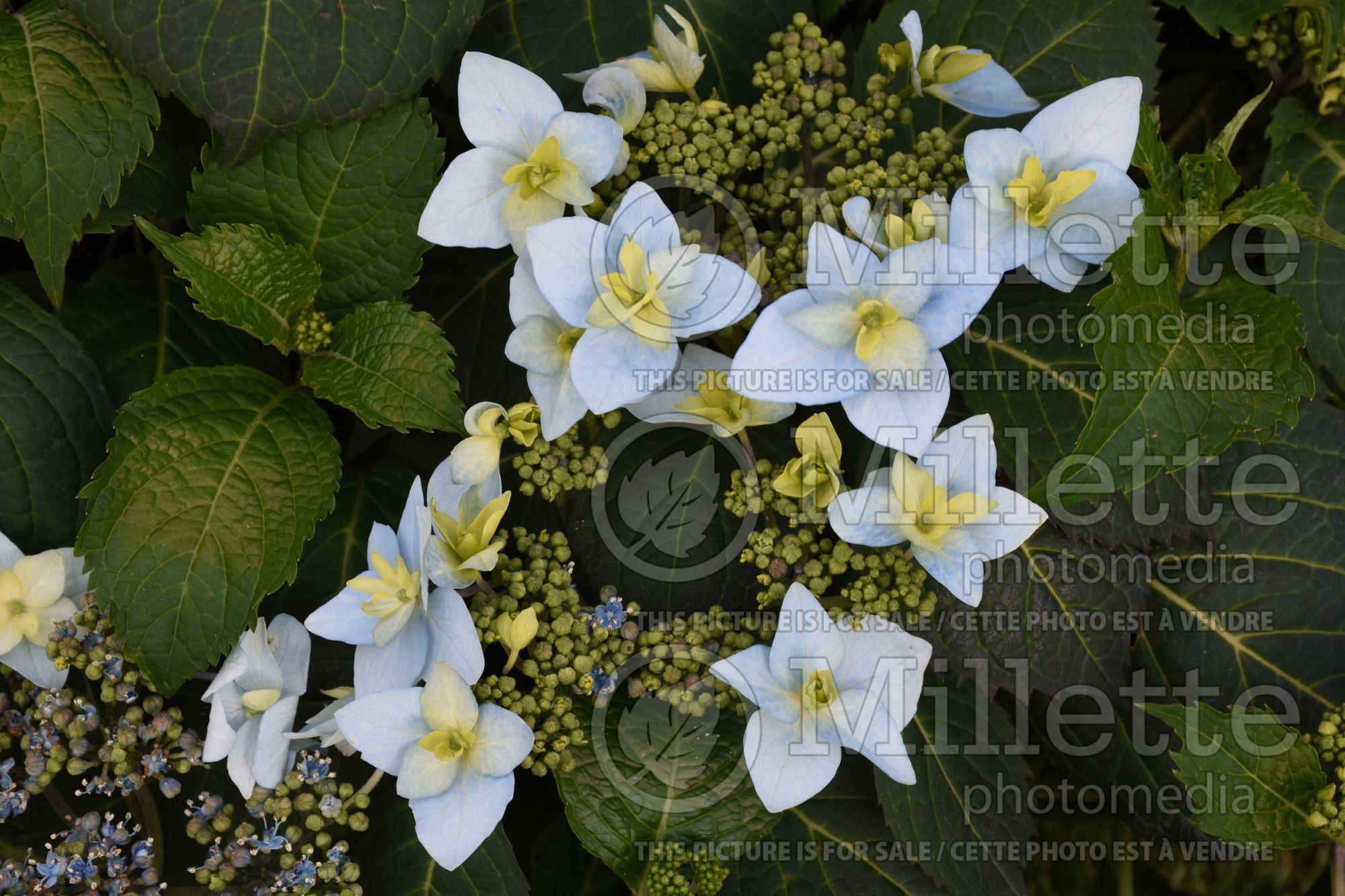 Hydrangea Tuff Stuff Ah-Ha (Lace cap Hydrangea) 1