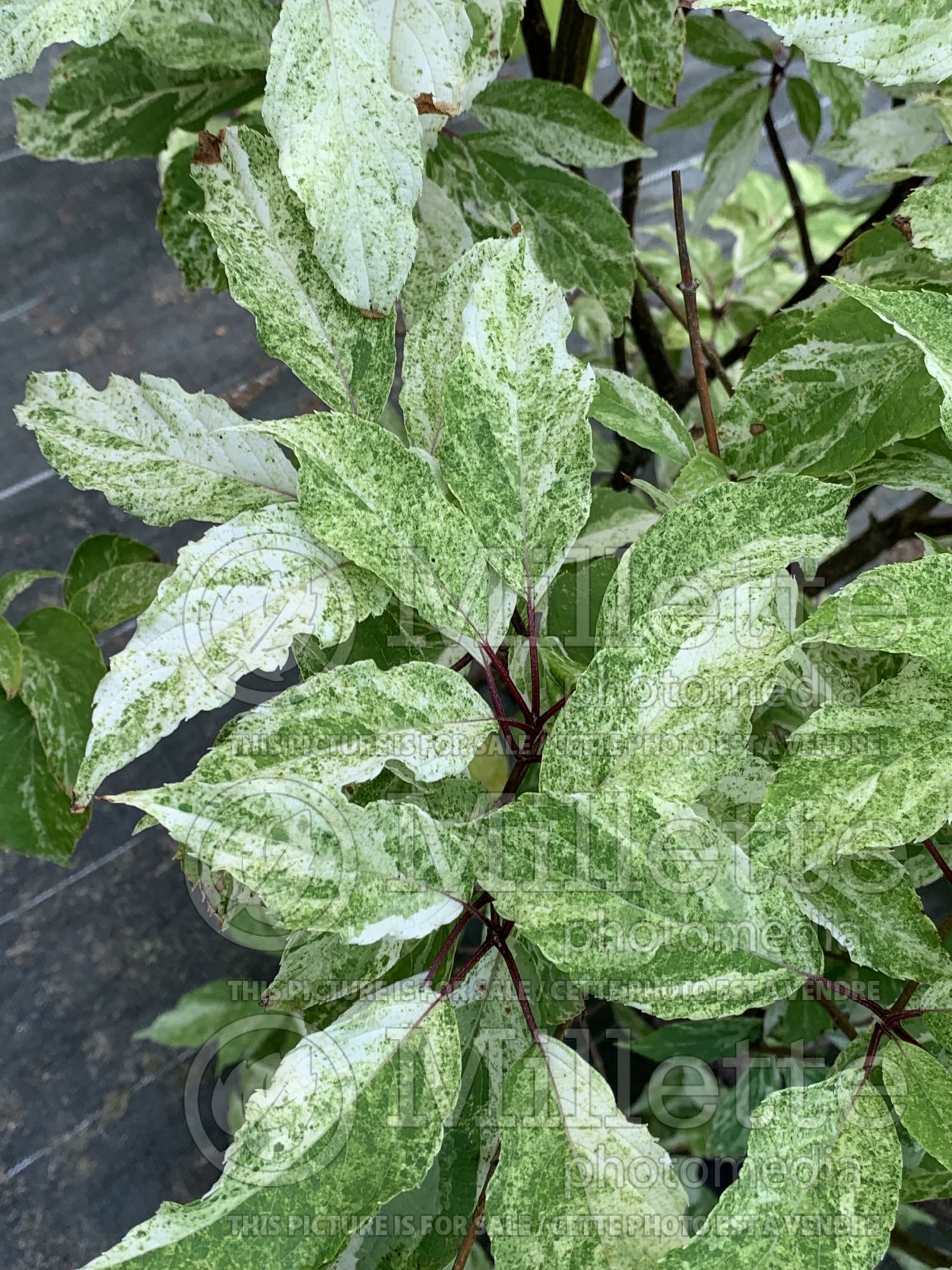 Hydrangea Shikoku Flash aka Summer Snow aka Yuki Geisha aka Yuki Gessho (Bigleaf Hydrangea Mophead) 3