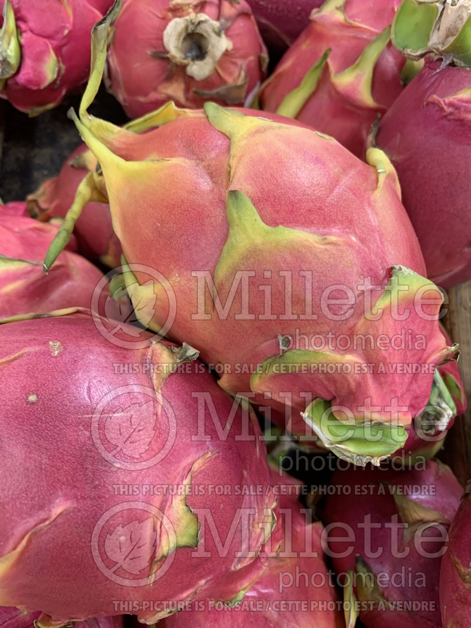 Hylocereus undatus (white-fleshed pitahaya or dragon fruit) 1