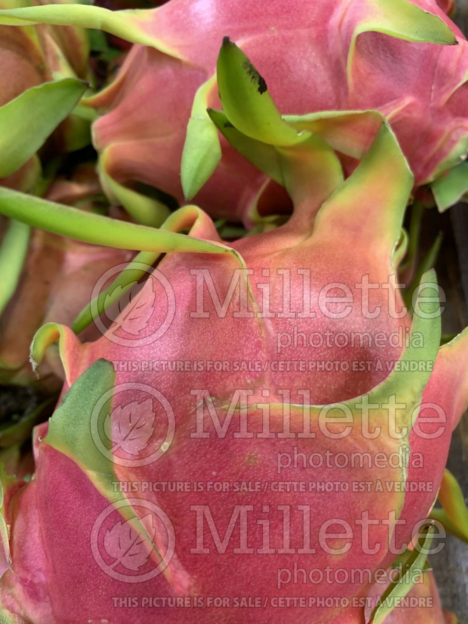 Hylocereus undatus (white-fleshed pitahaya or dragon fruit) 2