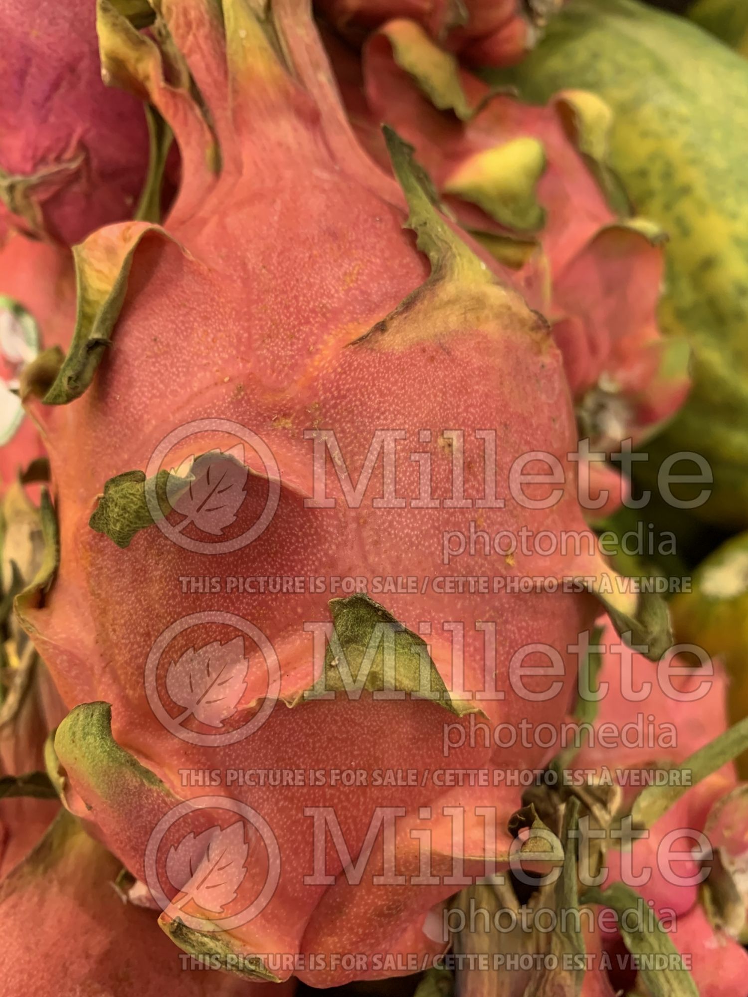 Hylocereus undatus (white-fleshed pitahaya or dragon fruit) 3