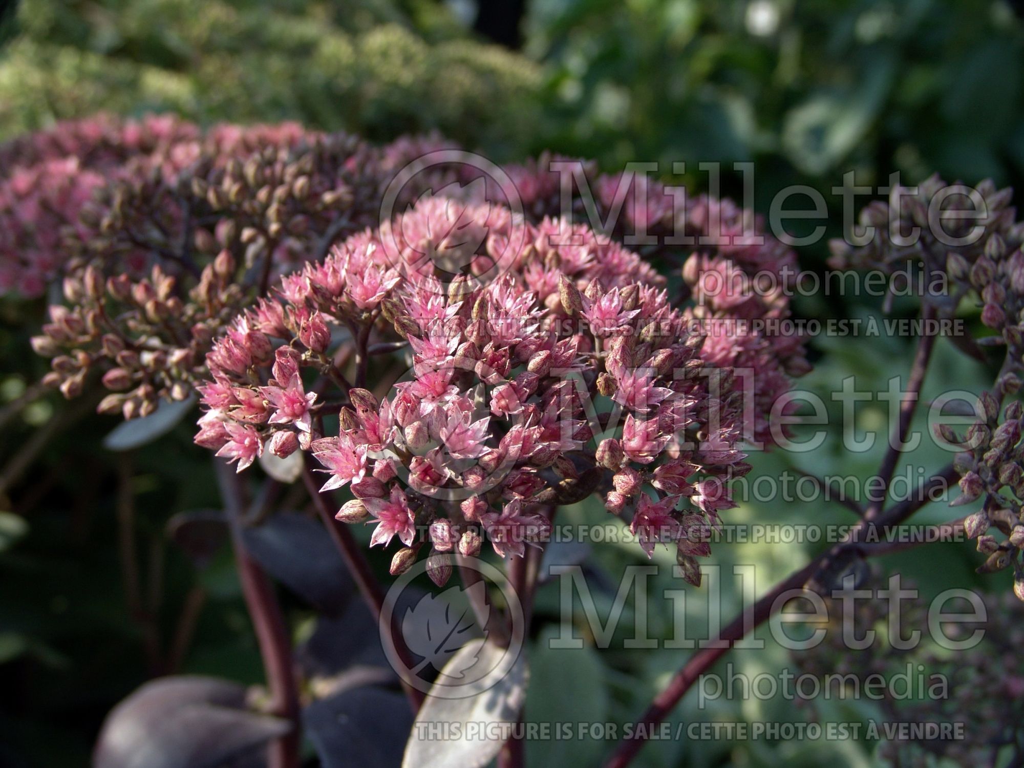 Hylotelephium aka Sedum Black Jack (Stonecrop) 1