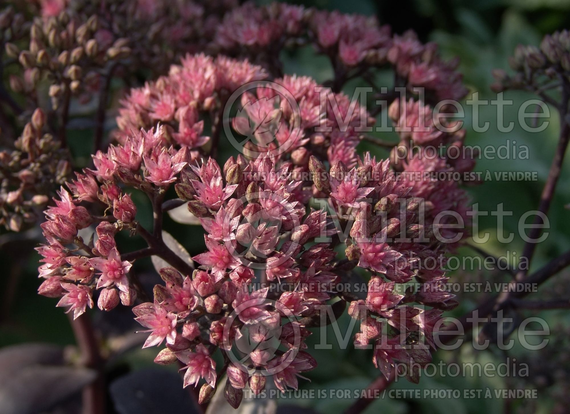 Hylotelephium aka Sedum Black Jack (Stonecrop) 2