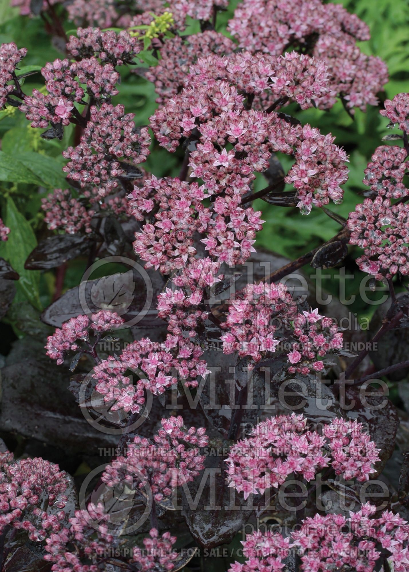 Hylotelephium aka Sedum Black Jack (Stonecrop) 8