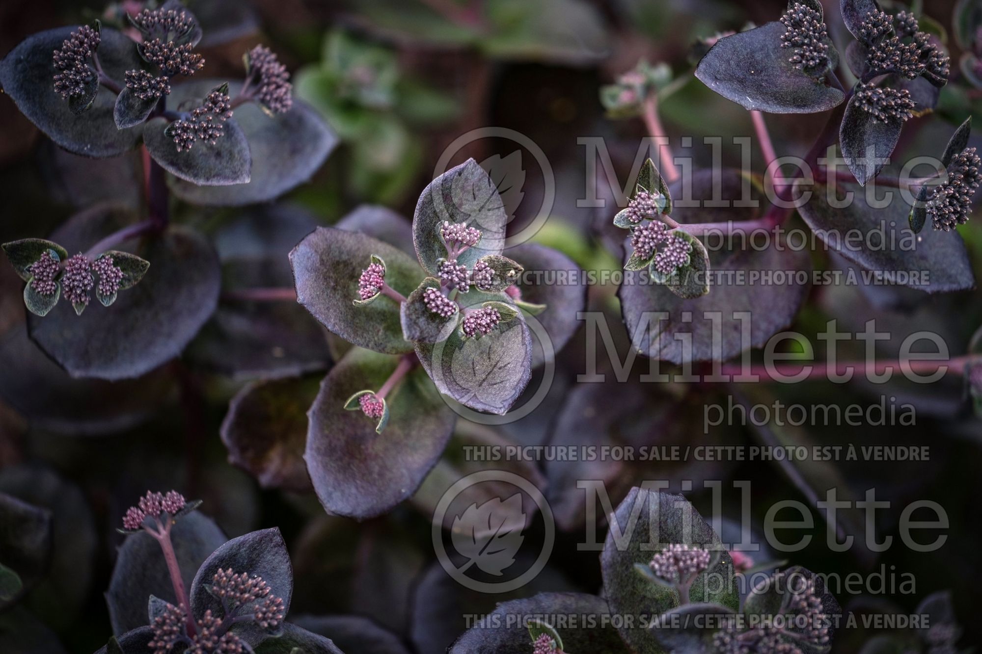 Hylotelephium aka Sedum Night Embers (Autumn Stonecrop) 1