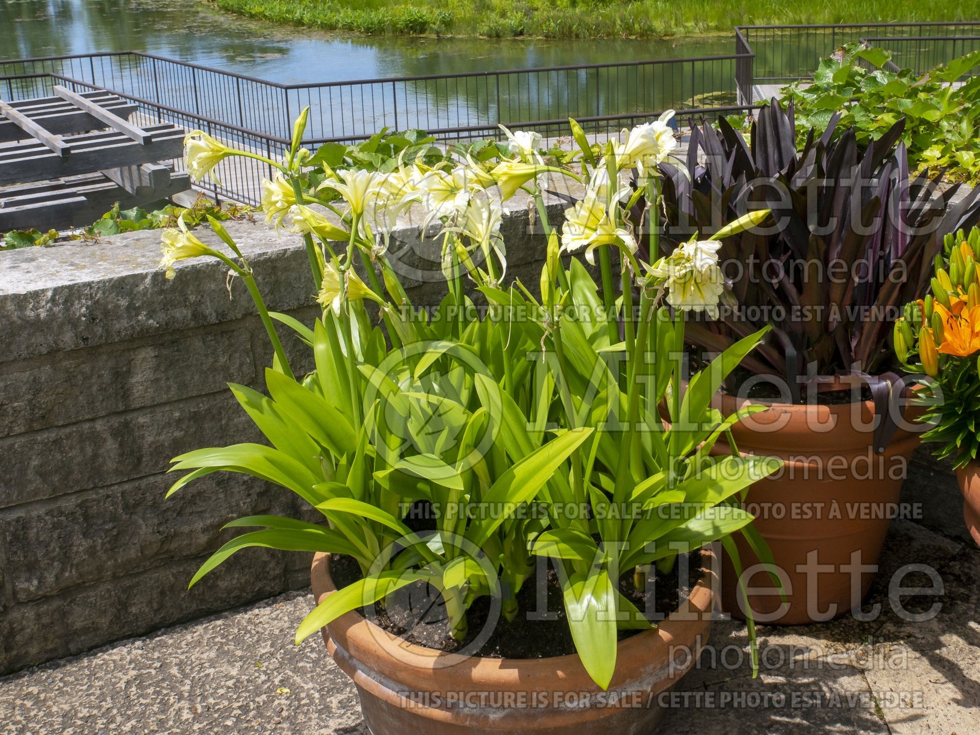 Hymenocalis Sulphur Queen (Peruvian daffodil) 2