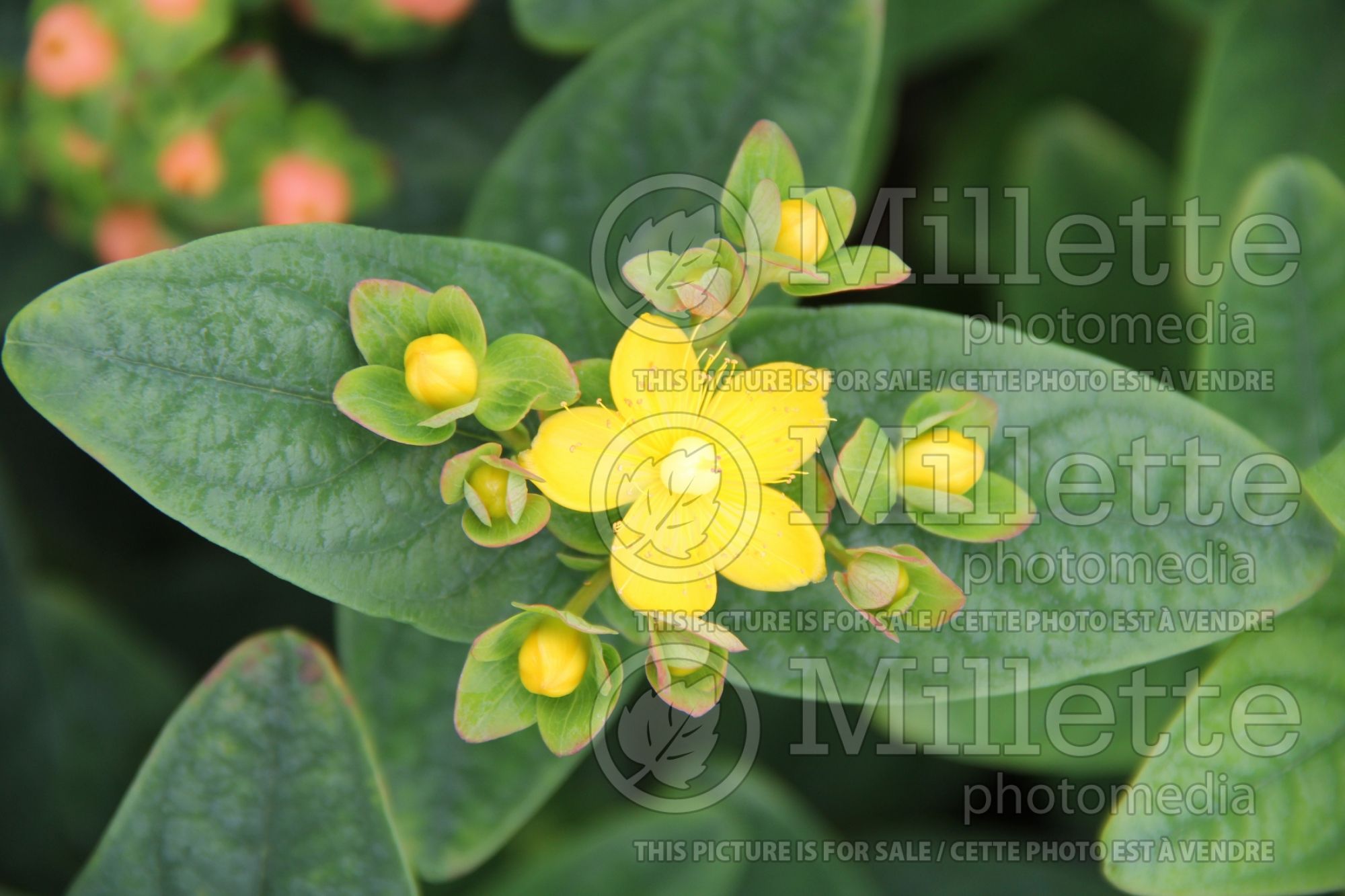 Hypericum Magical Desire (St. Johnswort) 1
