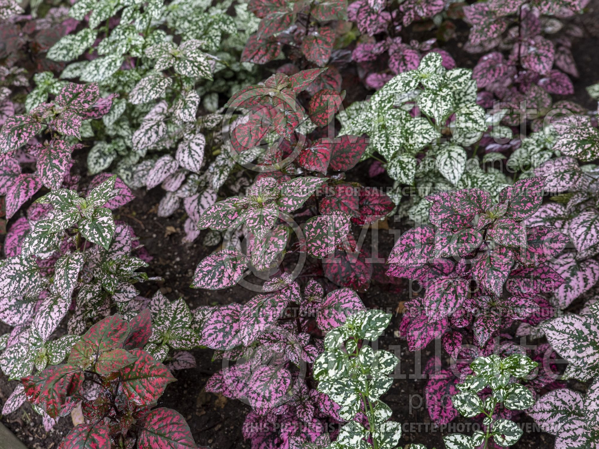 Hypoestes Hippo Mix (Polka Dot Plant) 2